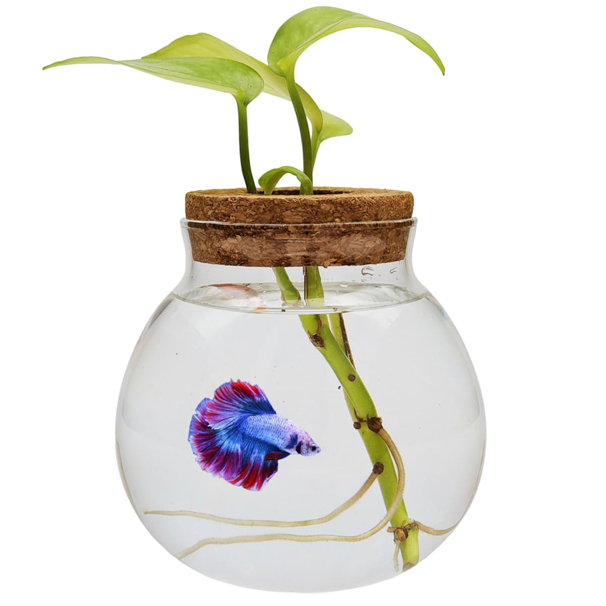 Small Betta Fish Tank Glass Fish Bowls for Betta Fish Goldfish Aquaponic Fish Ta