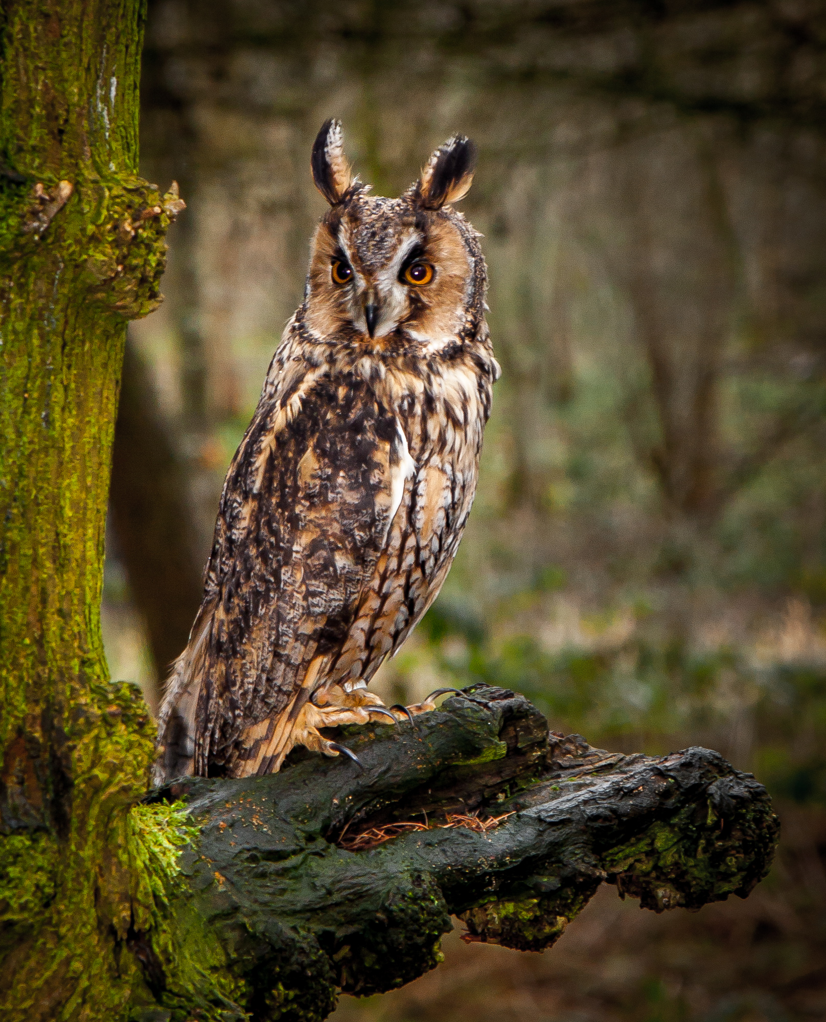 Long Eared Owl O1