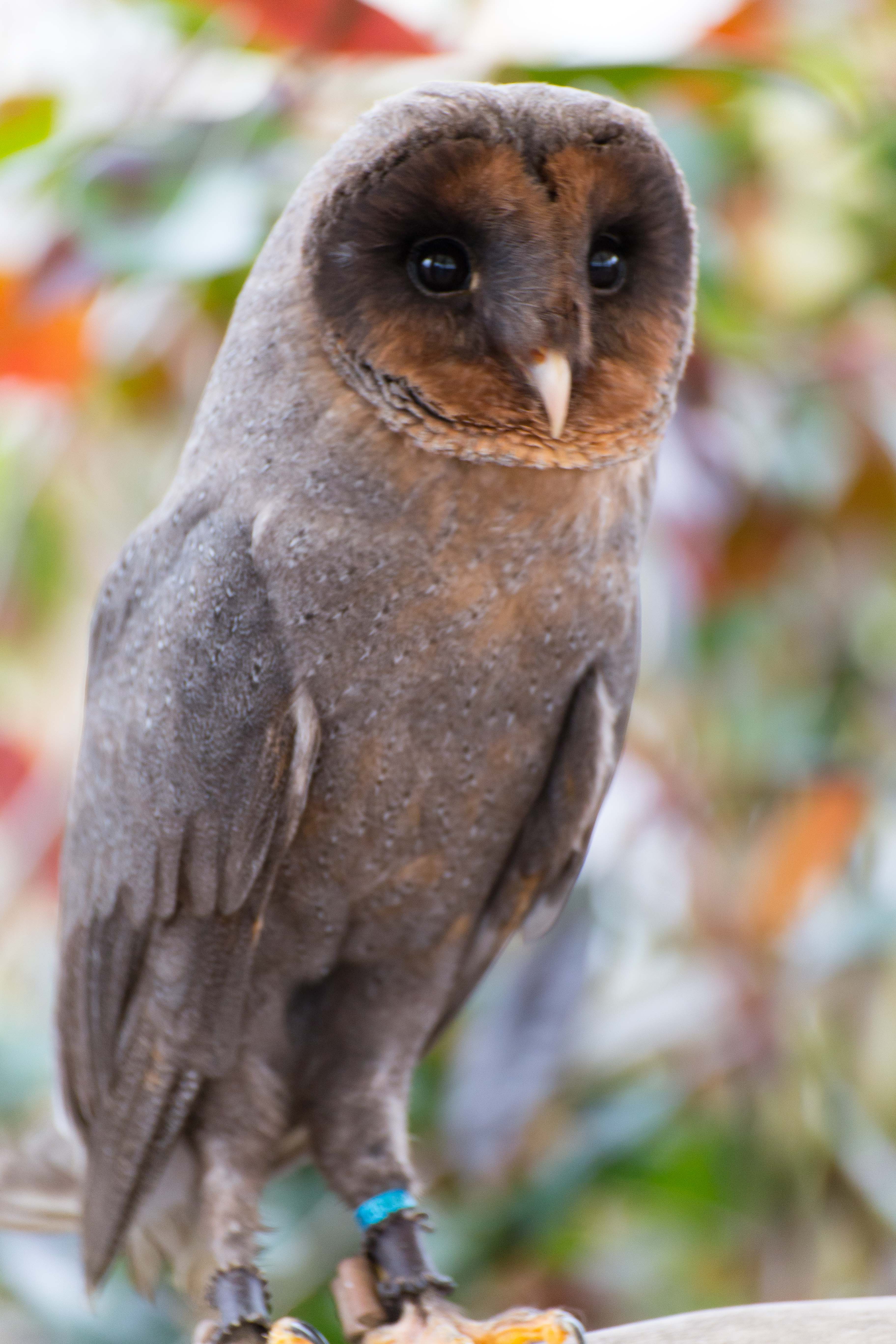 Melanistic Barn Owl O20