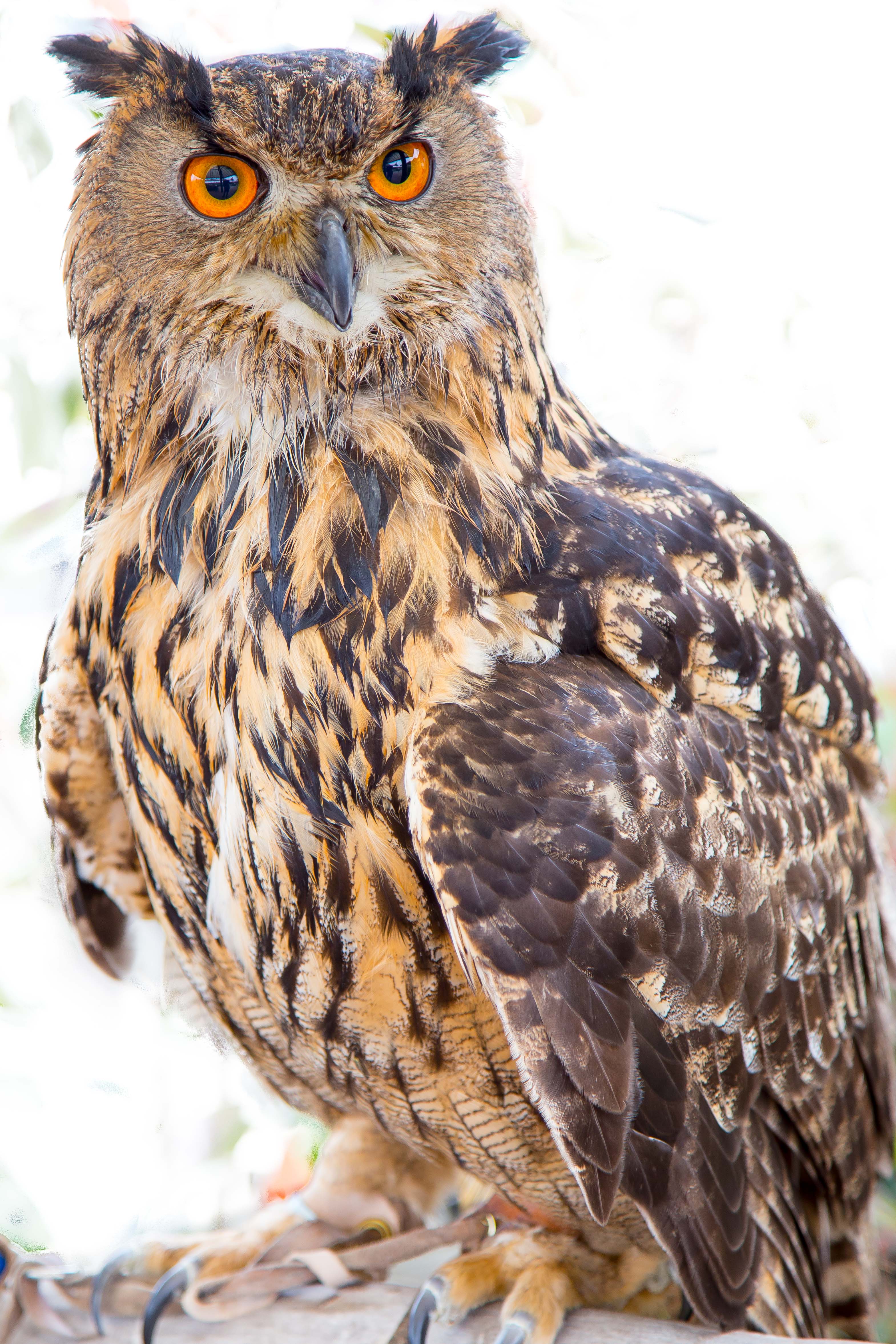 Eurasian Eagle Owl O34