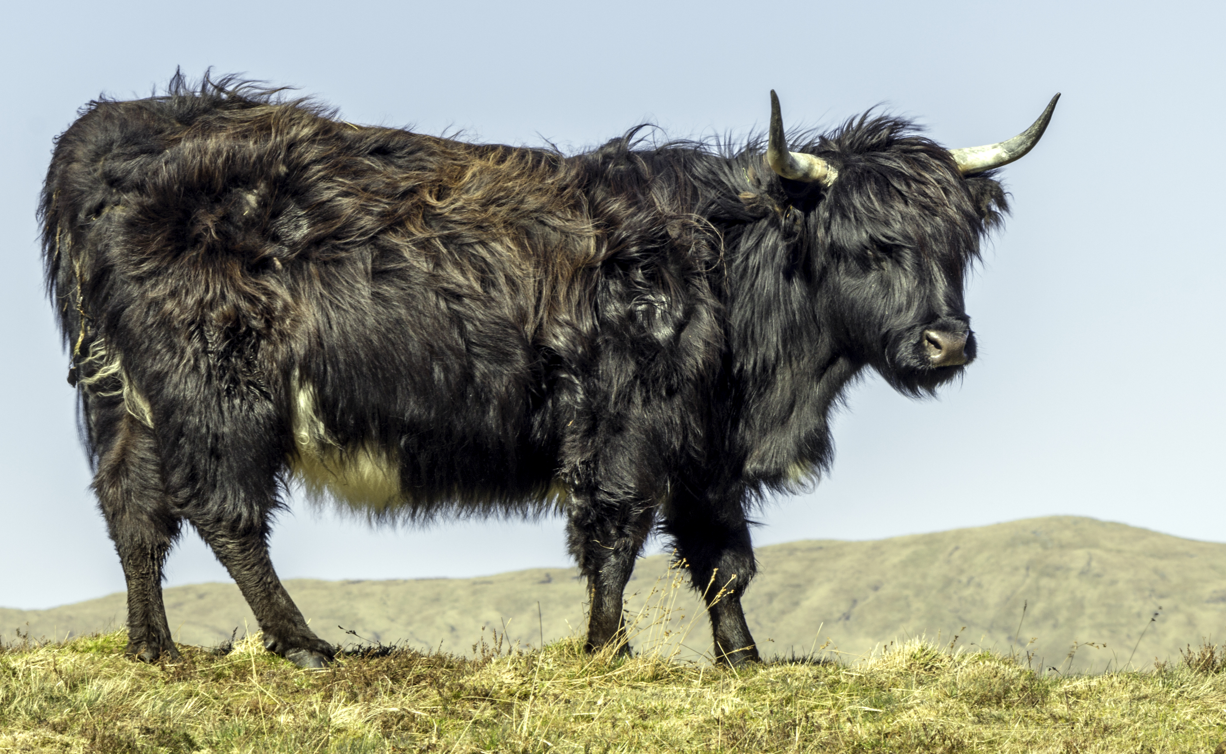 Black highland Cow AP67