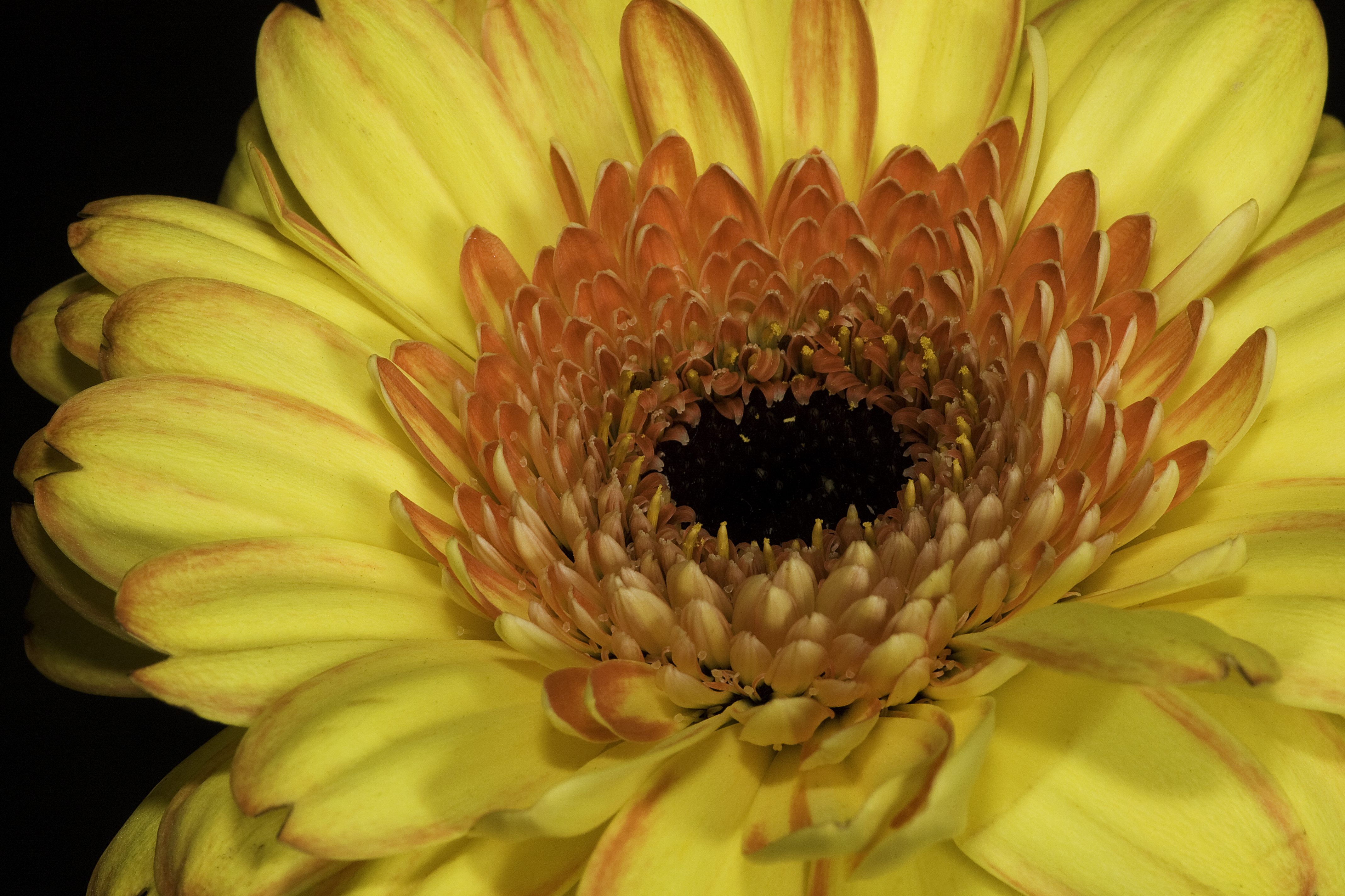 _MG_0060gerbera