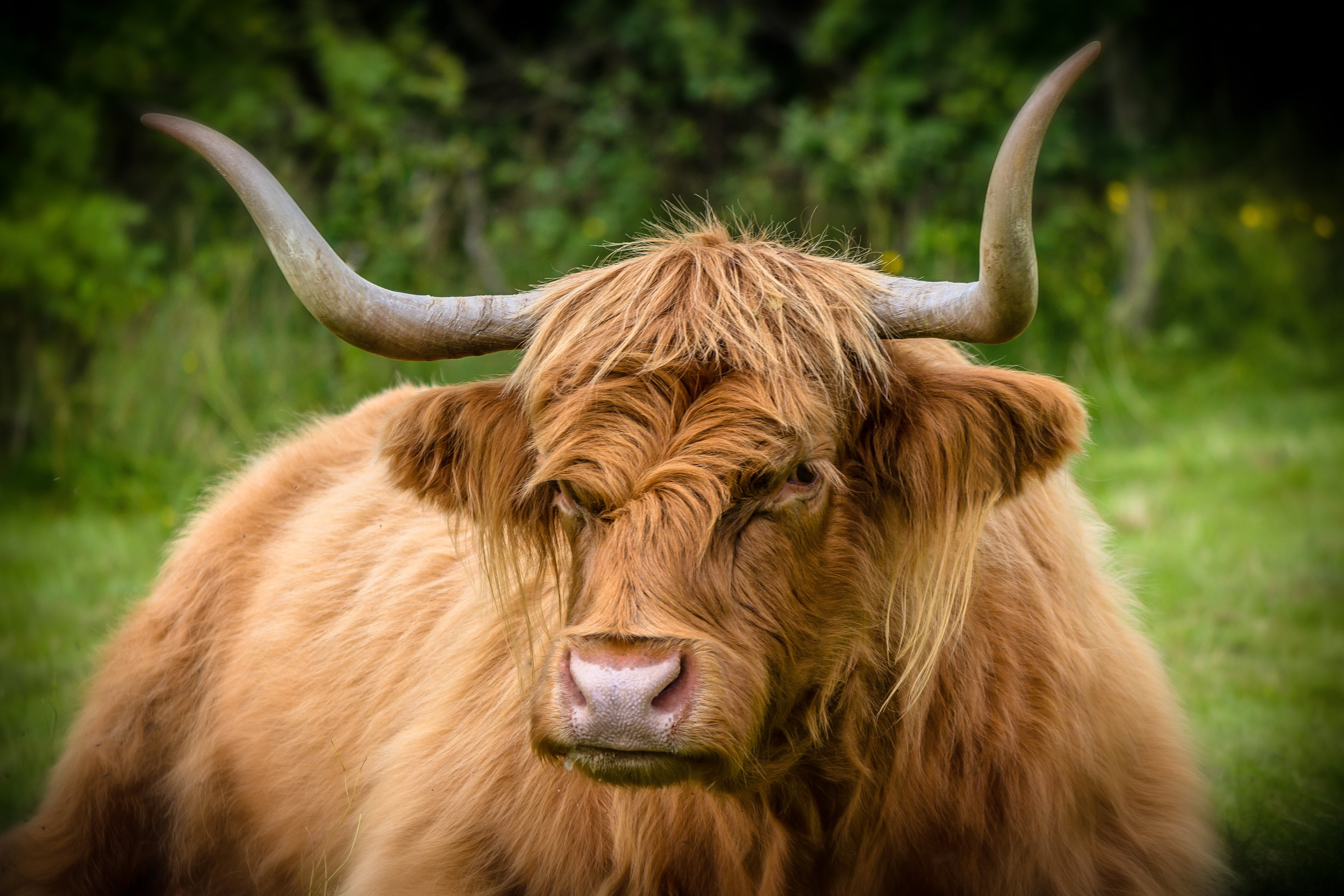 Moody Cow AP 49