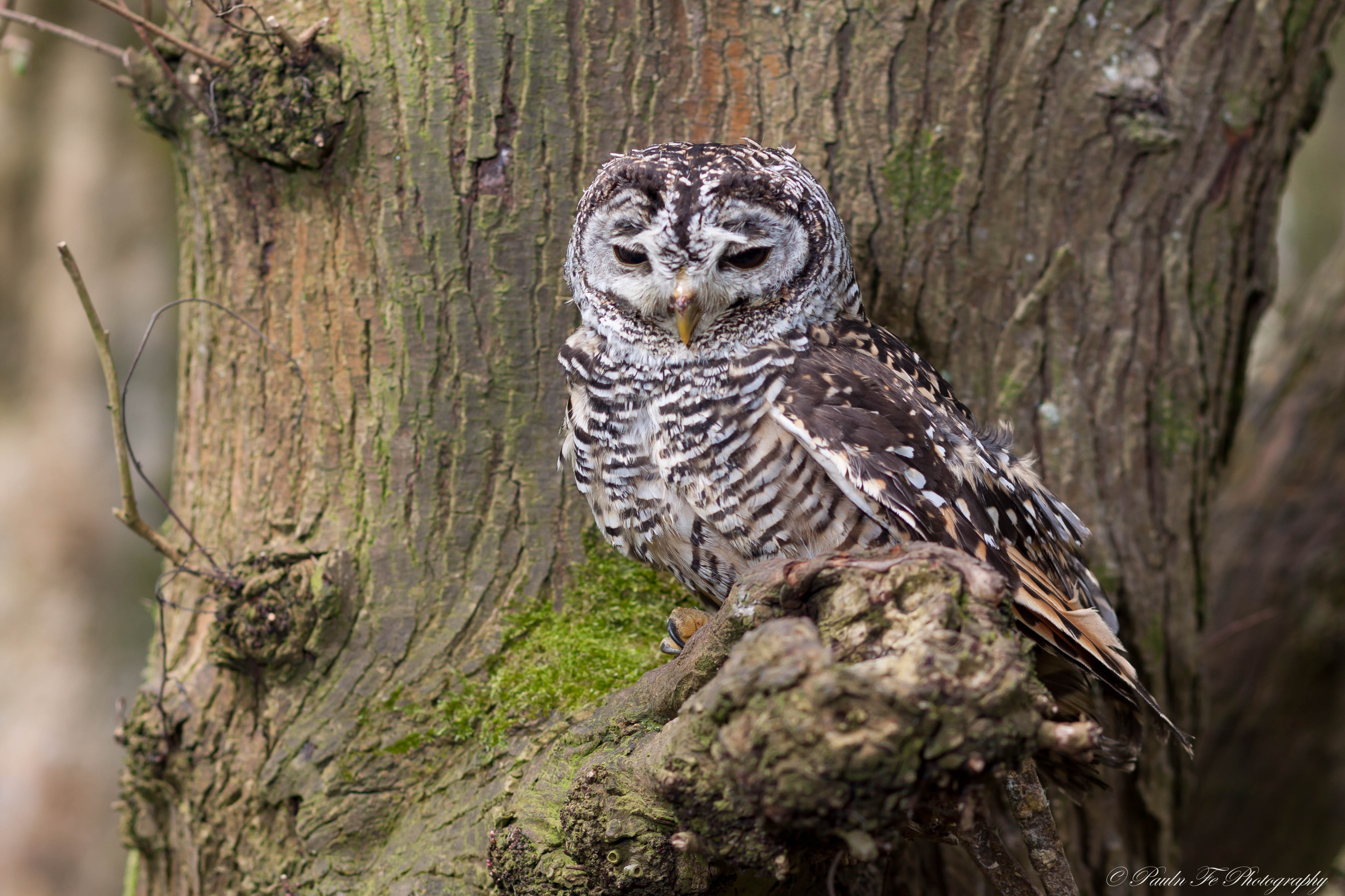 Chaco Owl O9