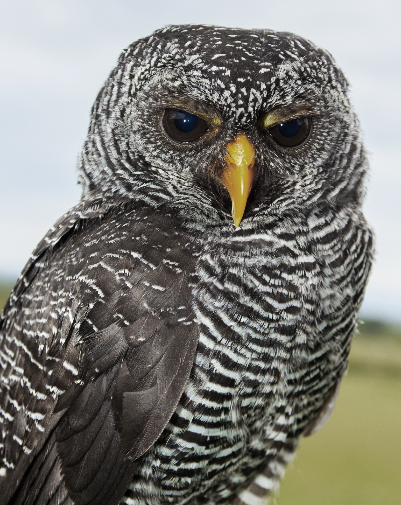 Black Banded Owl O46