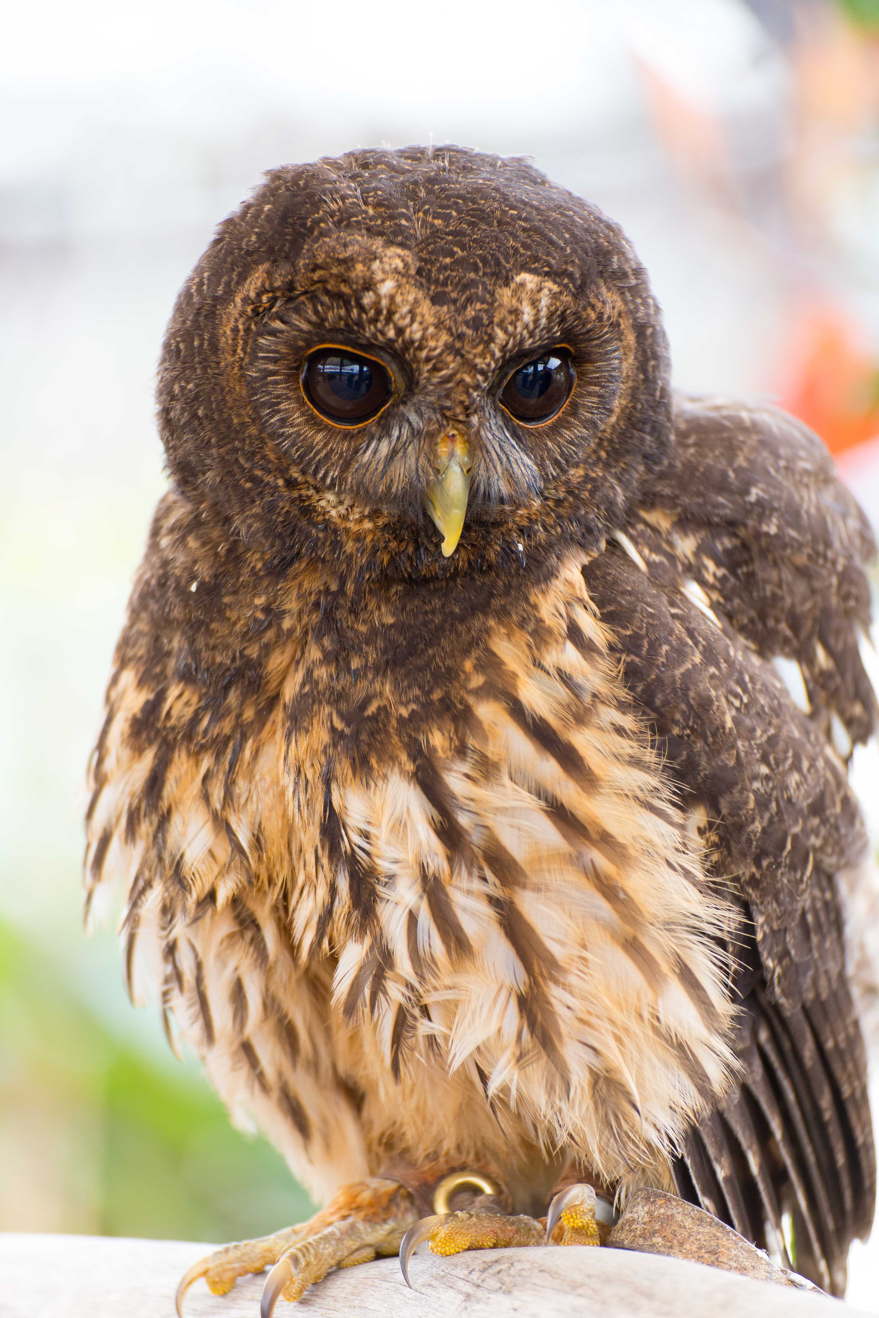 Mottled Owl O3