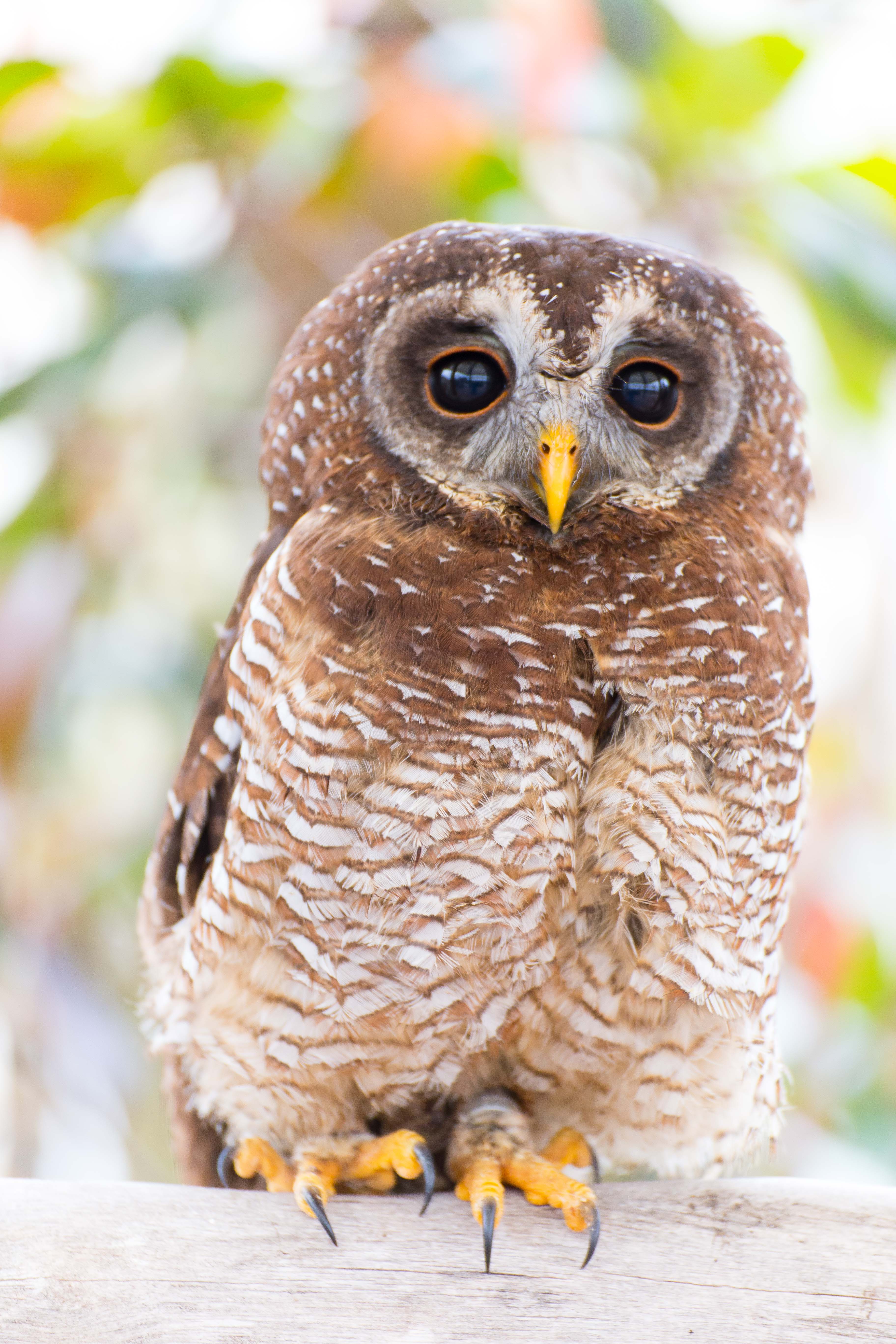 Woodfords Owl O4