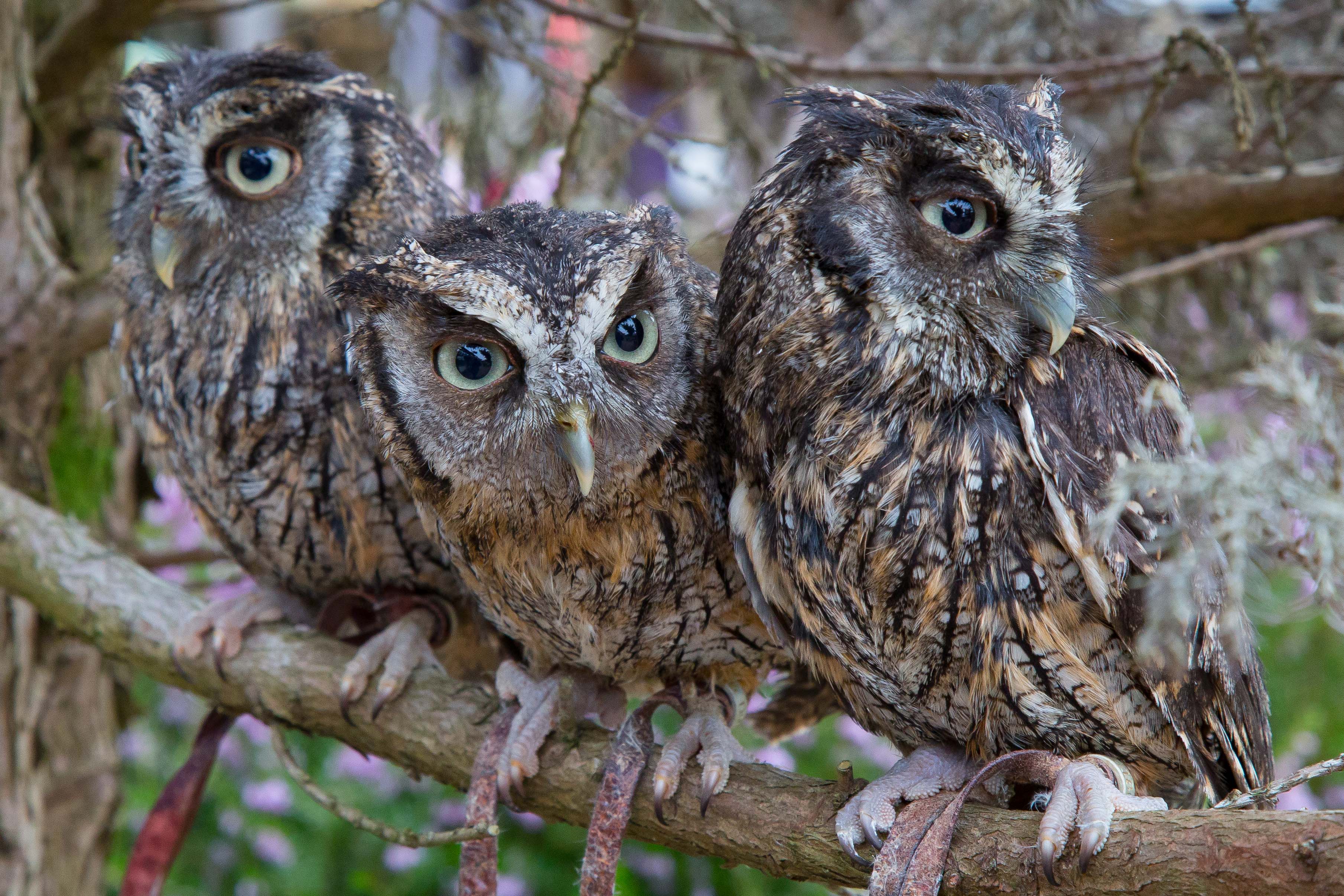Indian Screech Owls O26