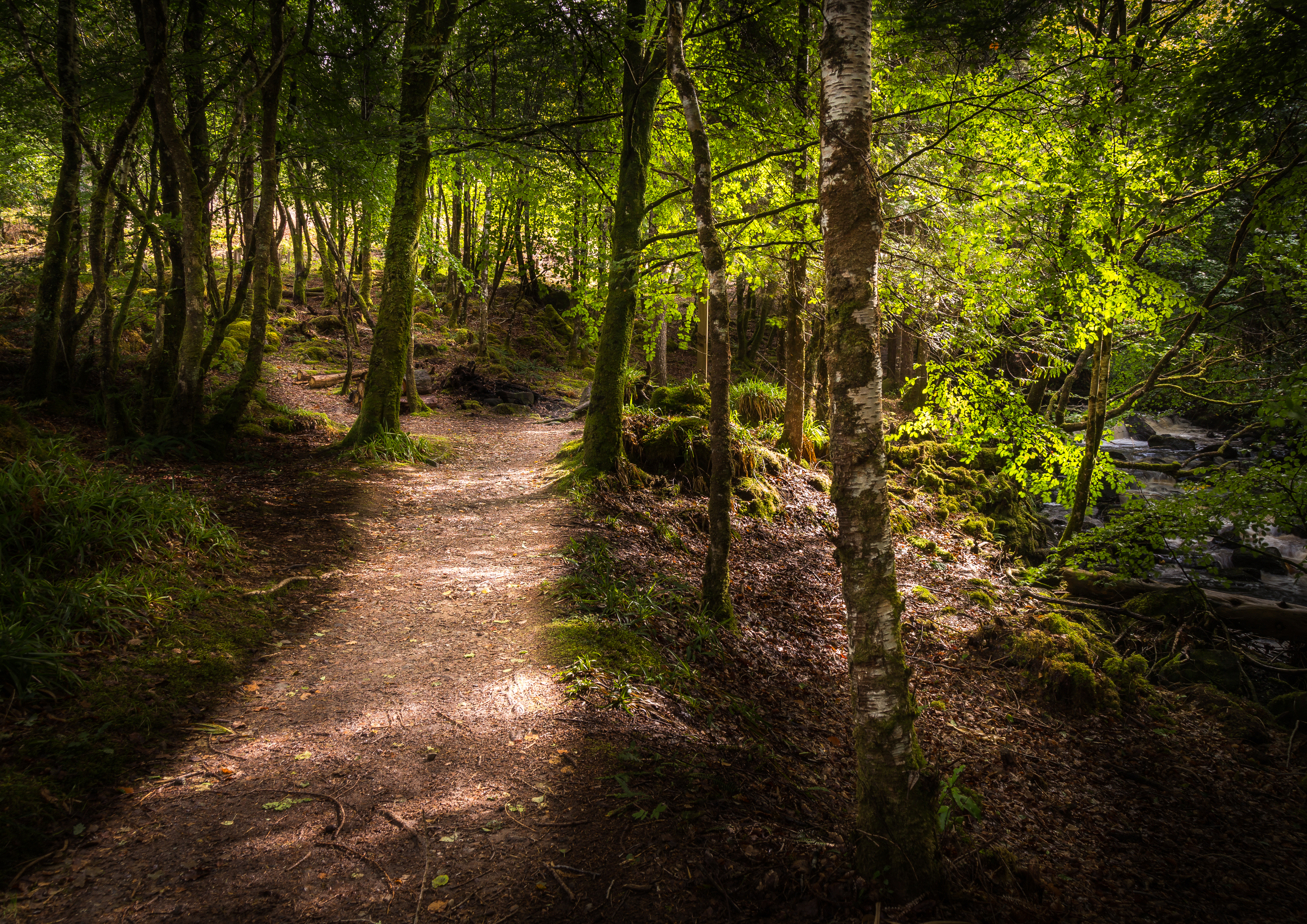 Aros park Isle of Mull L103