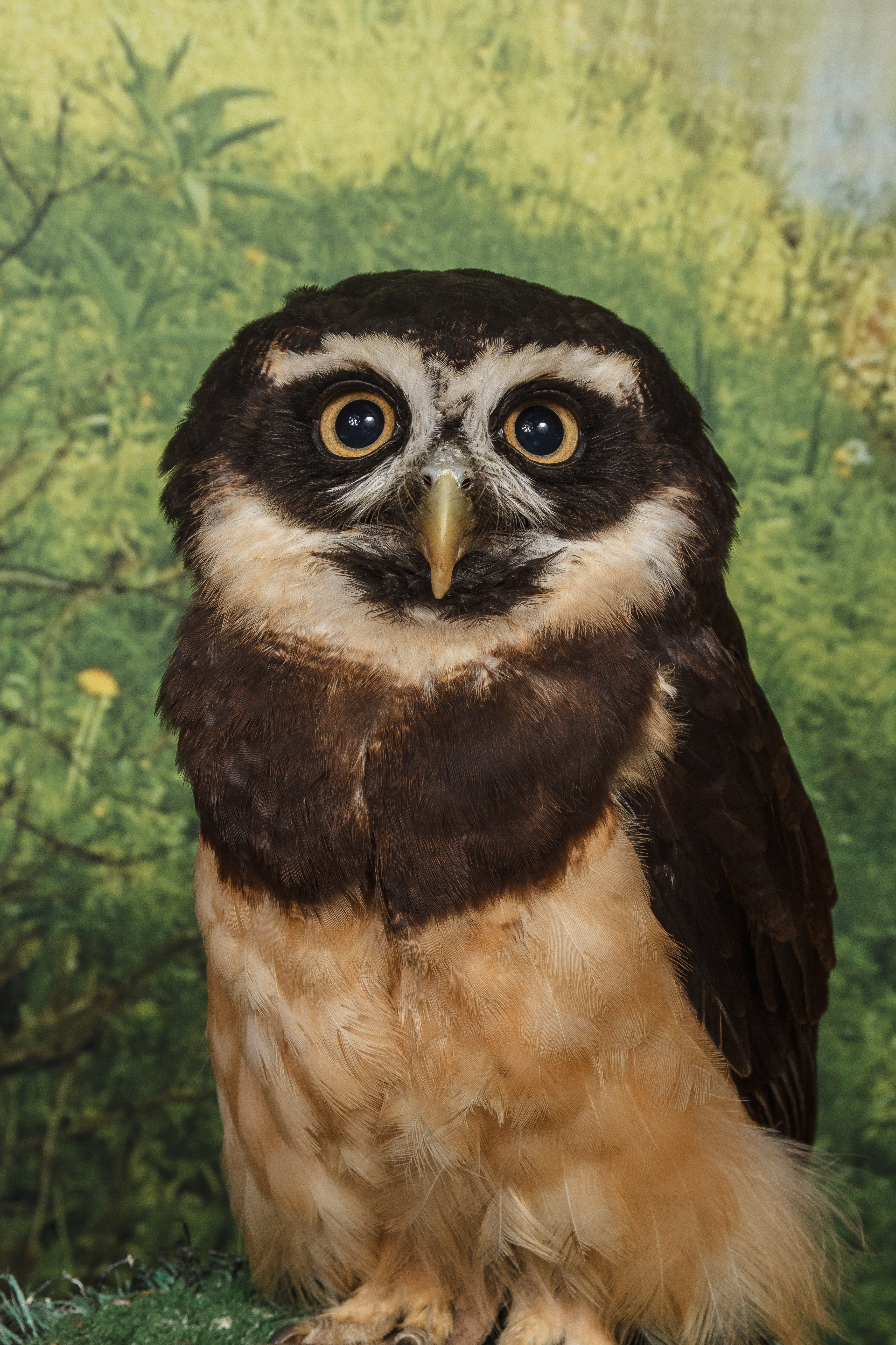 Spectacled Owl O29