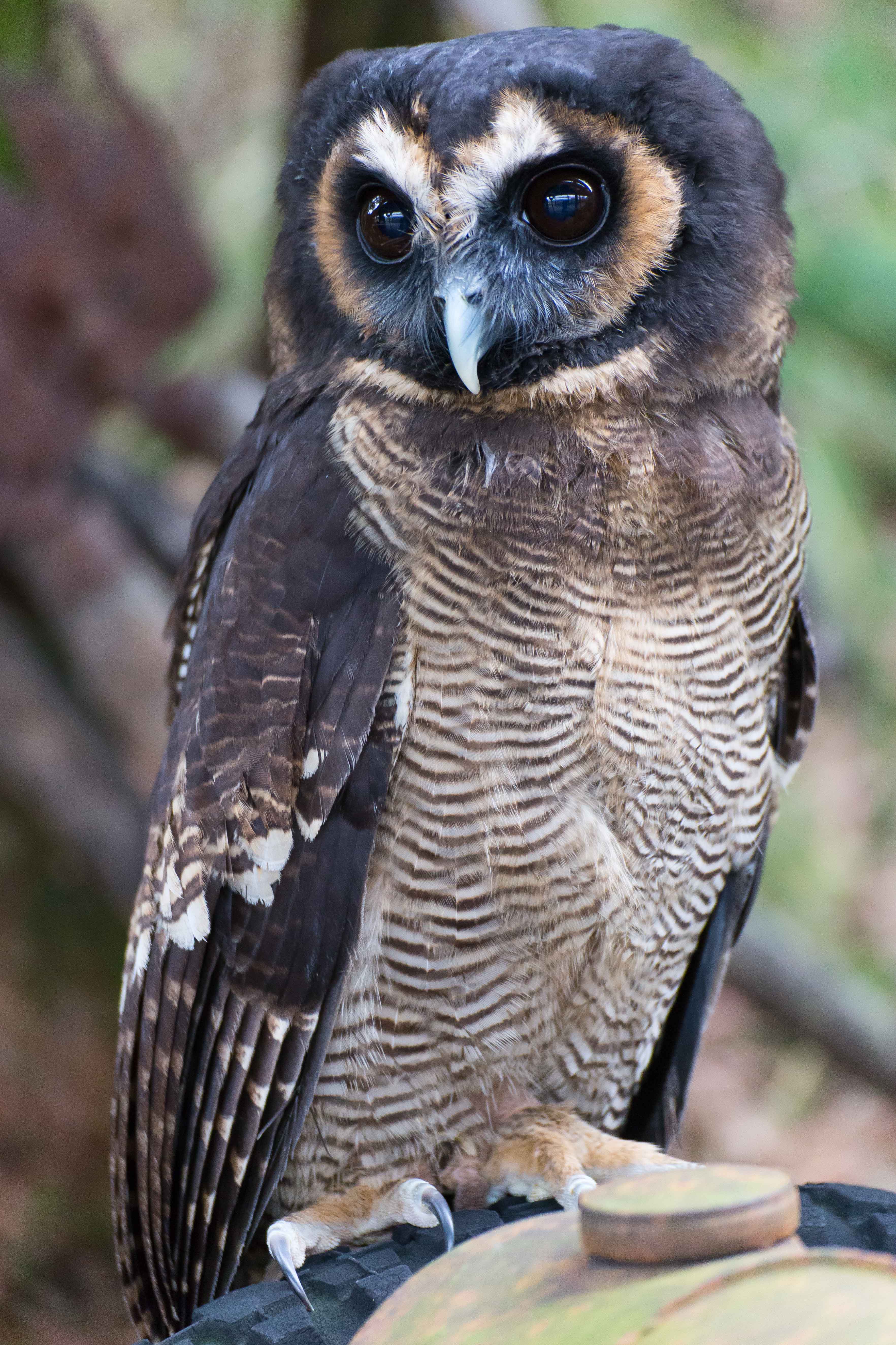Asian Brown wood Owl O45