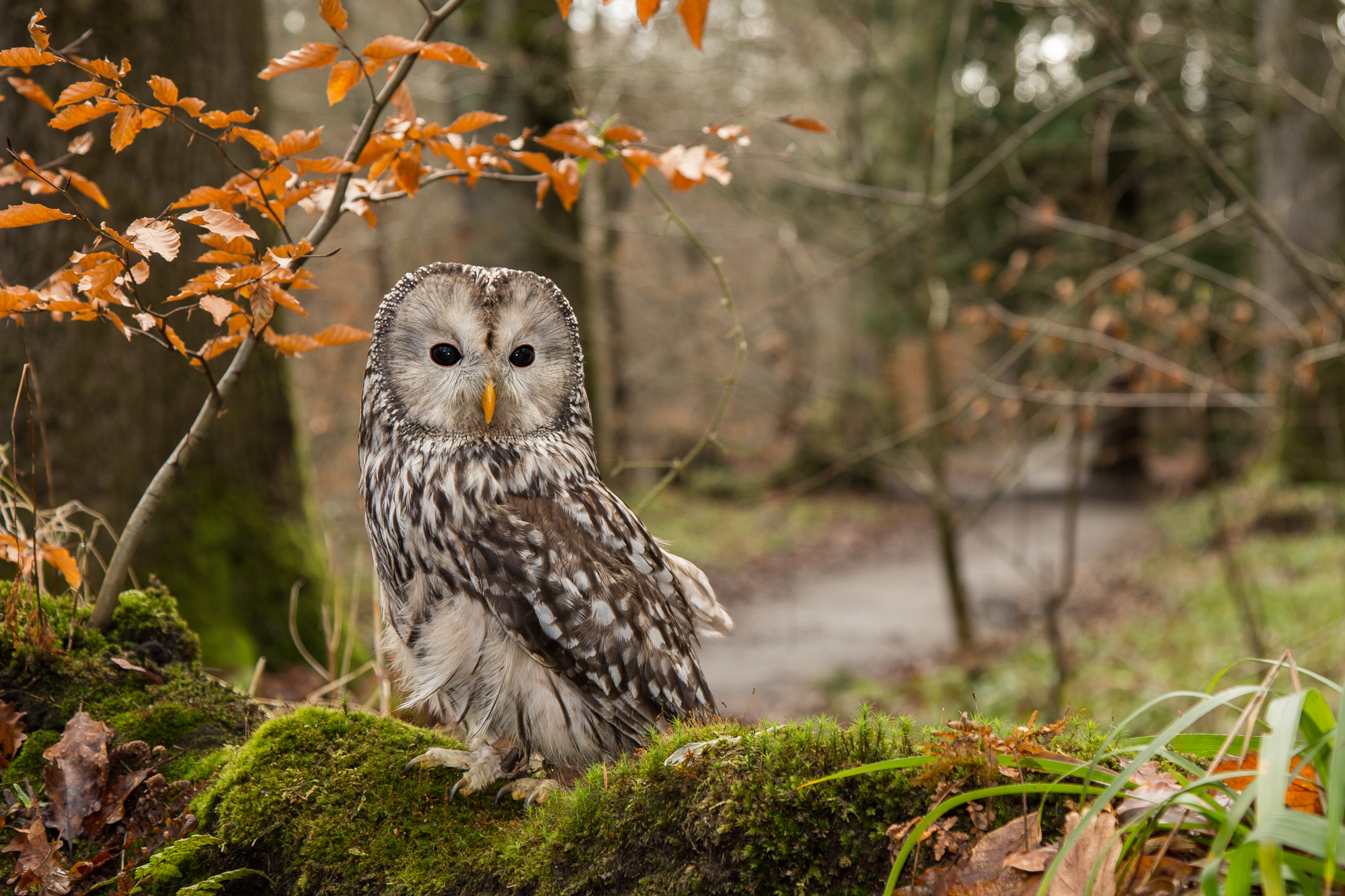 Ural Owl O7