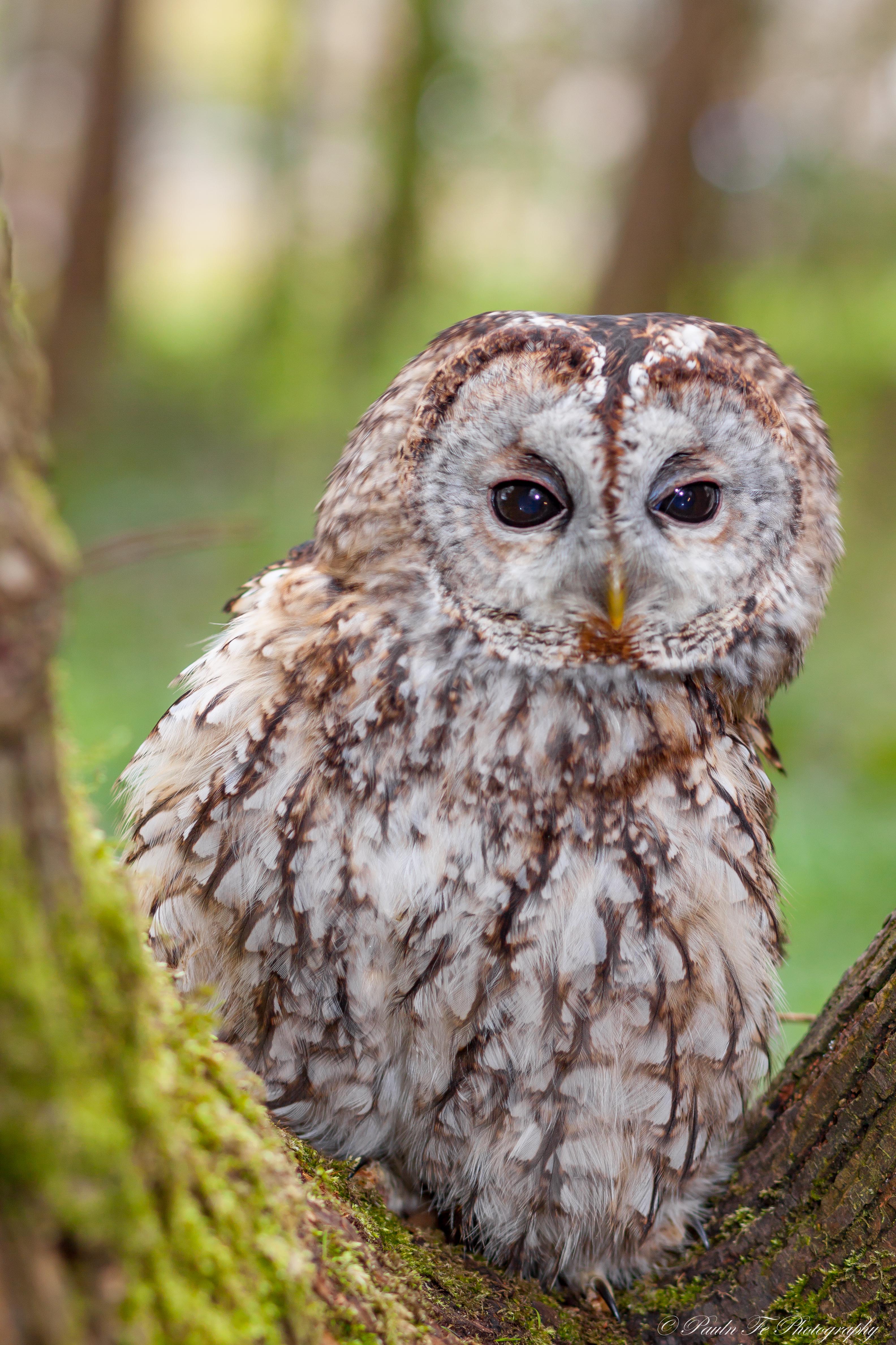 Tawny Owl O38
