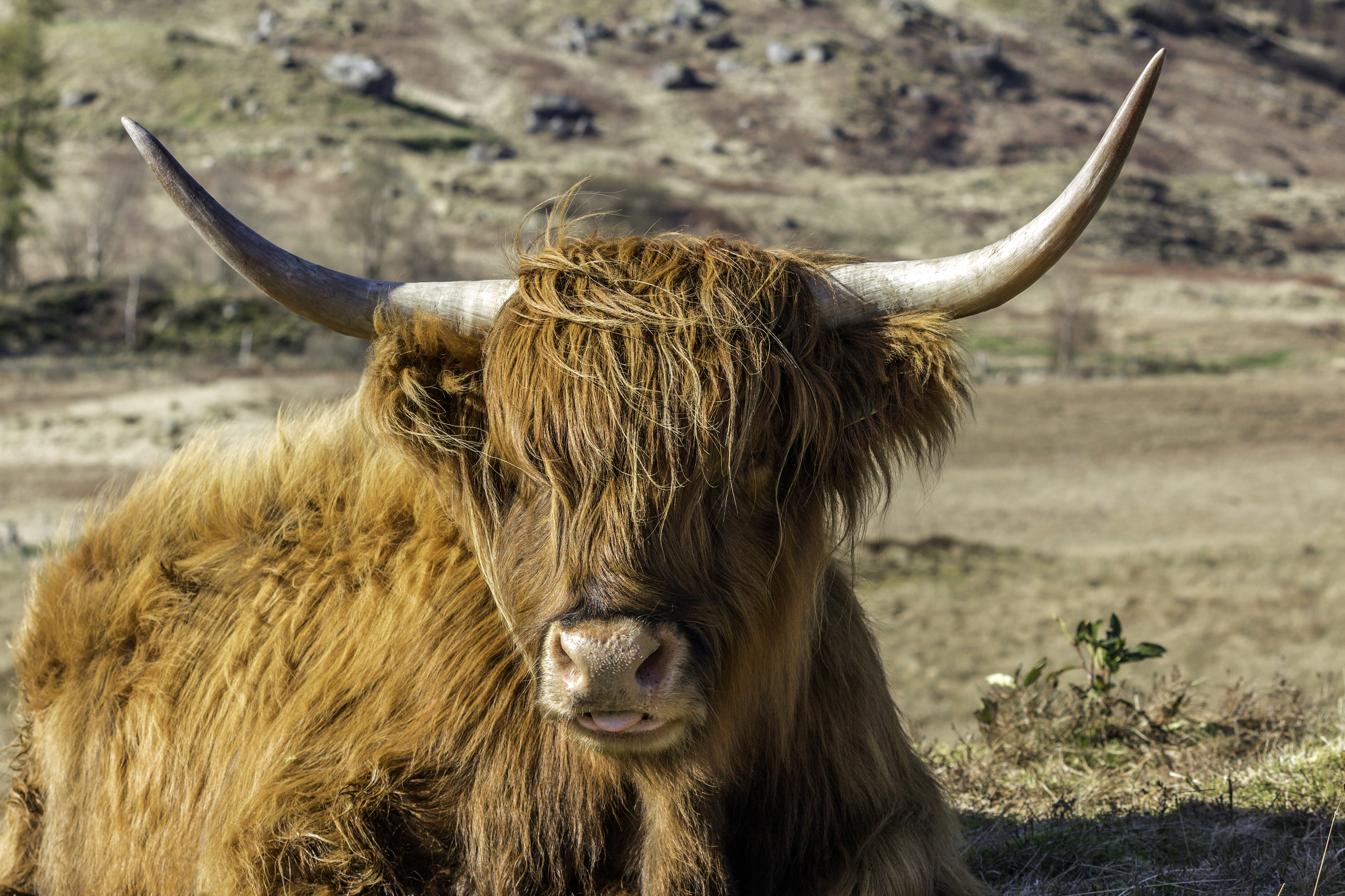 Cheeky Cow AP 66