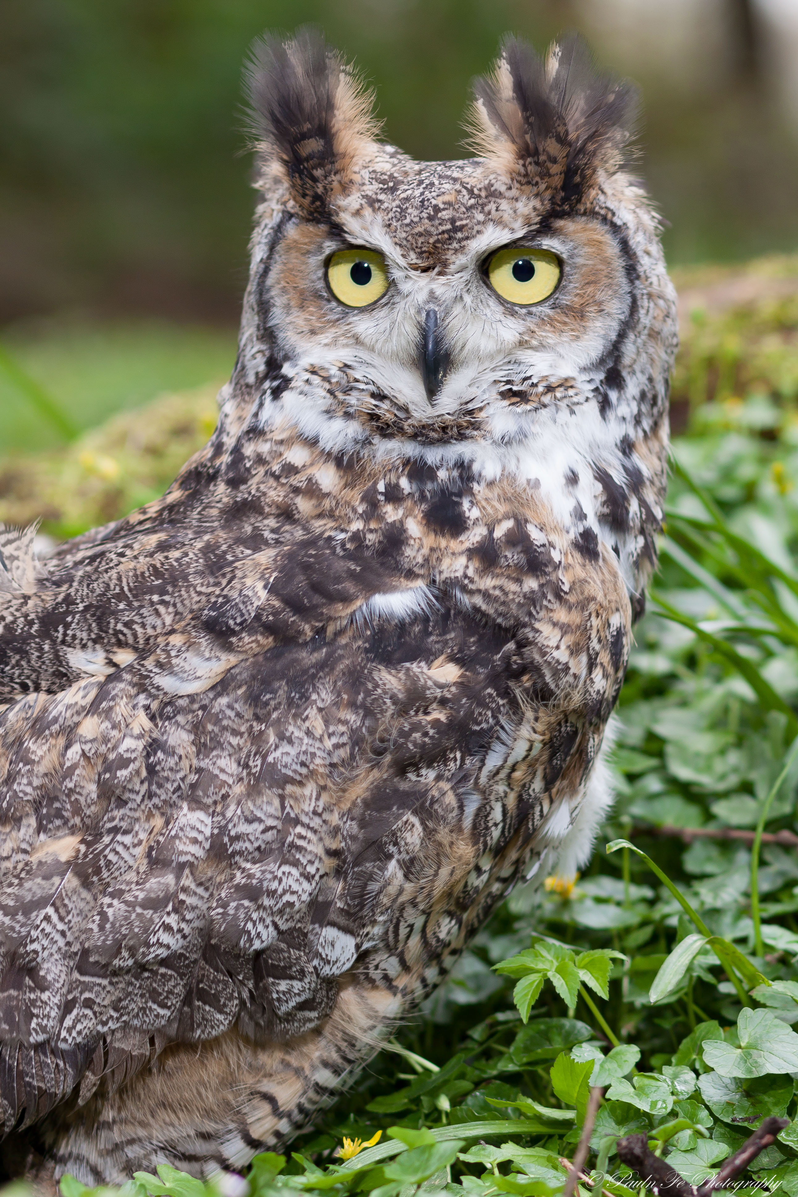 Great horned Eagle Owl O43