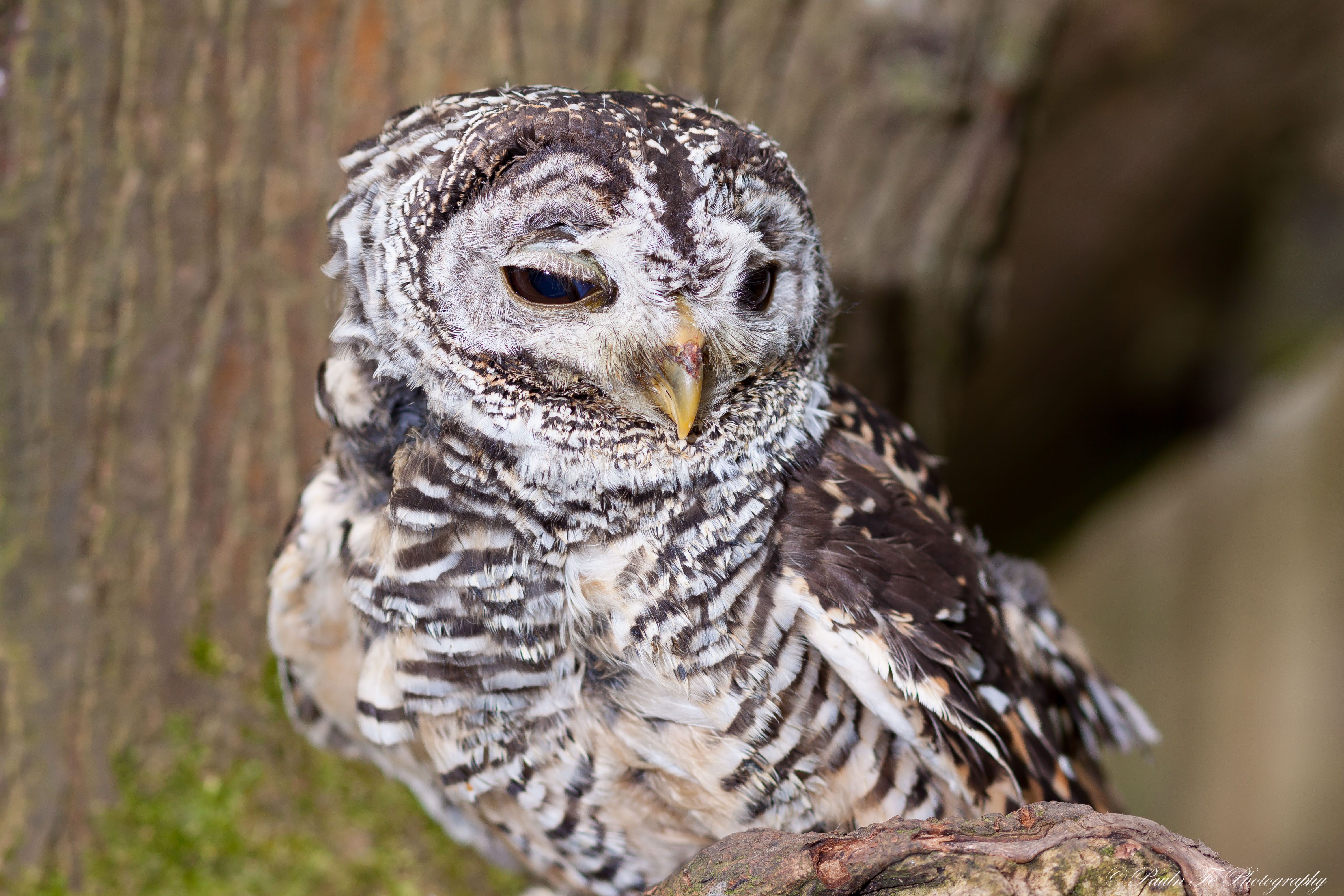 Chaco Owl O8