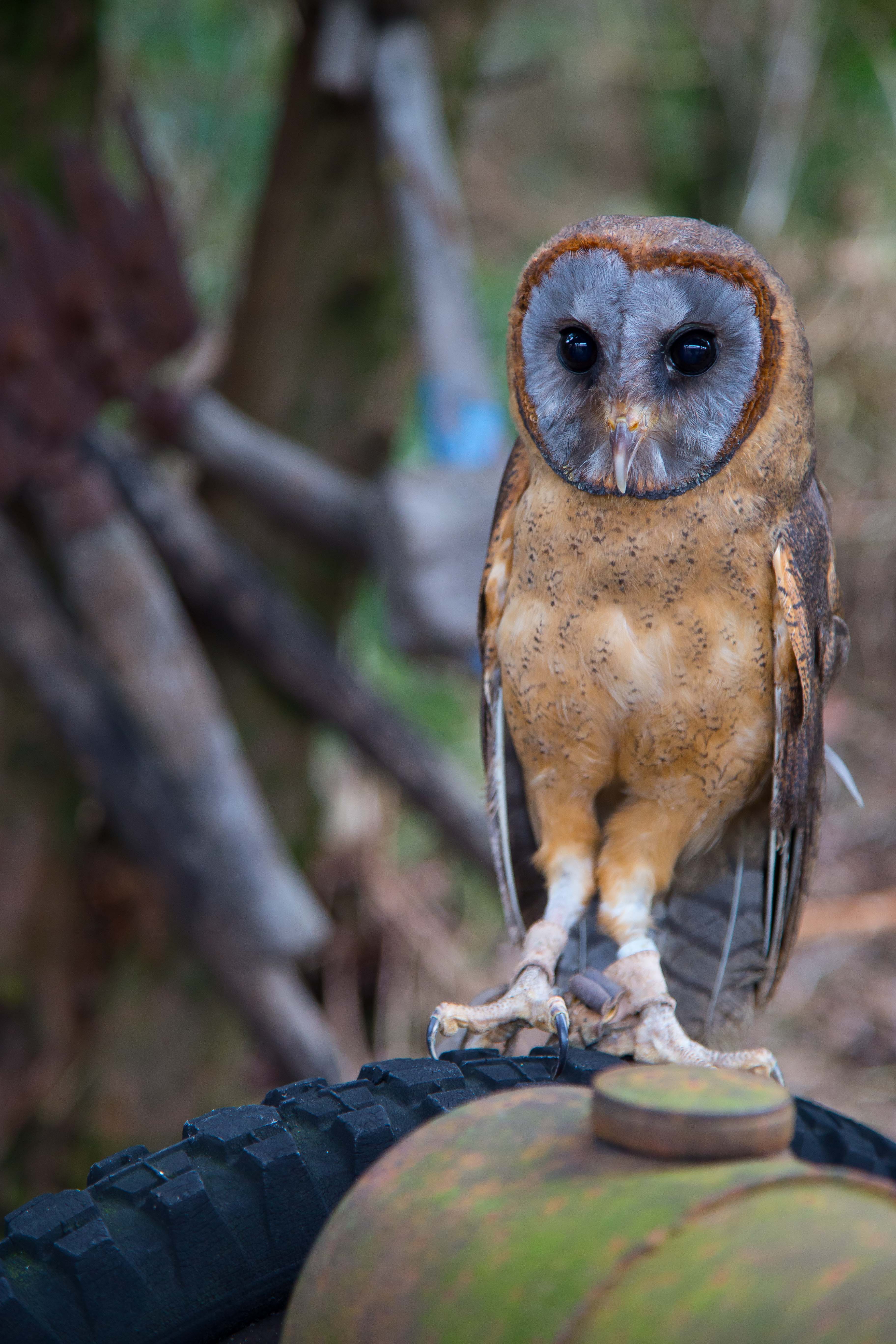 Ashy Faced Owl O18