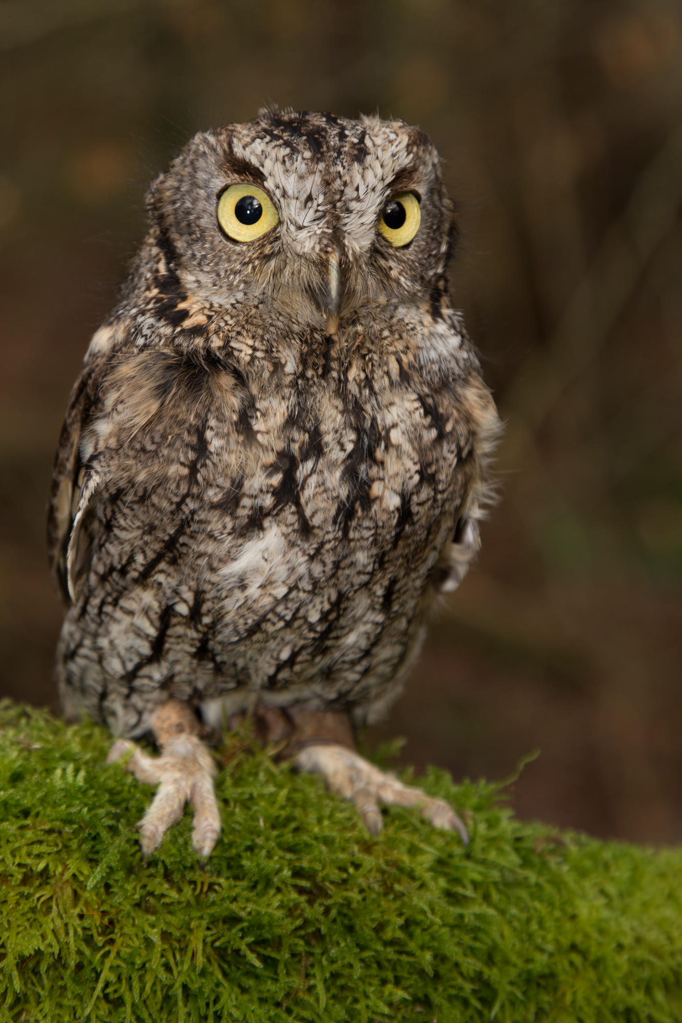 Western Screech Owl O11
