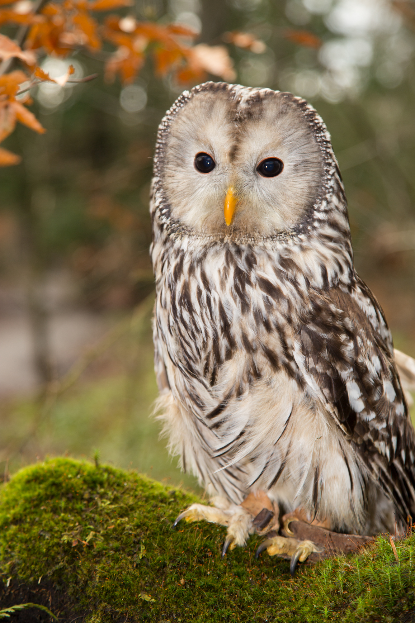 Ural Owl O5