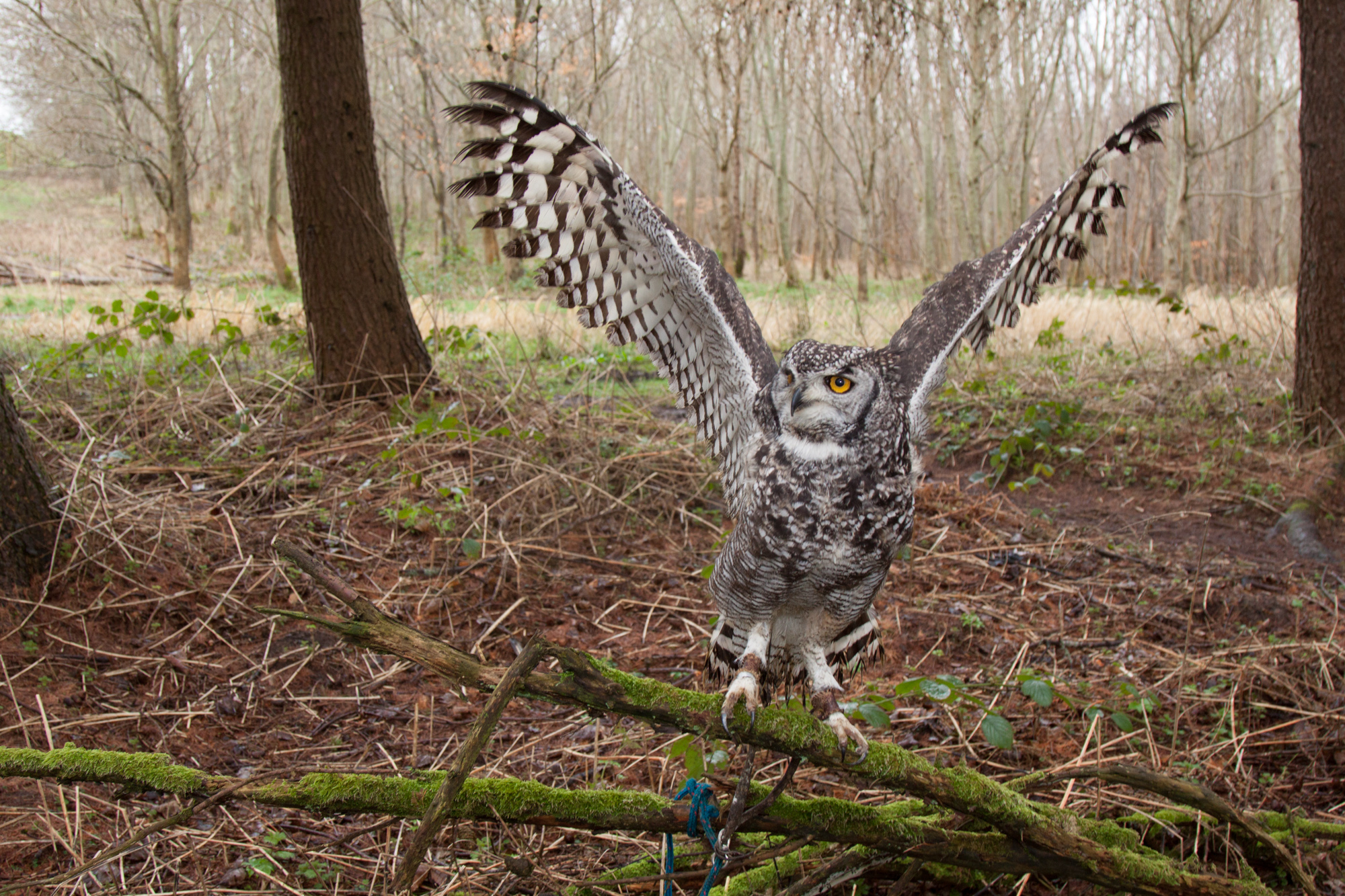 Great Horned Owl O41