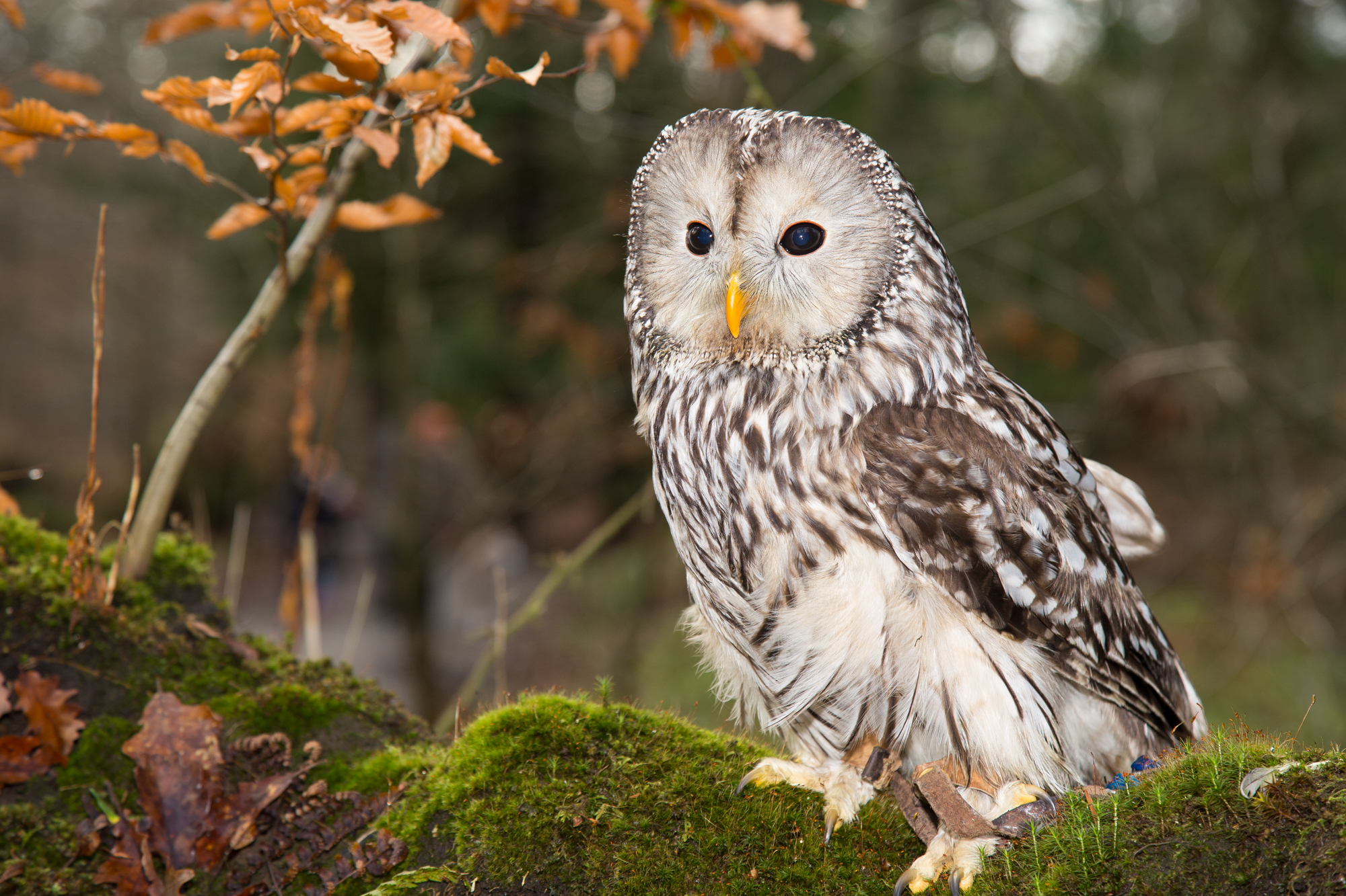 Ural Owl O6