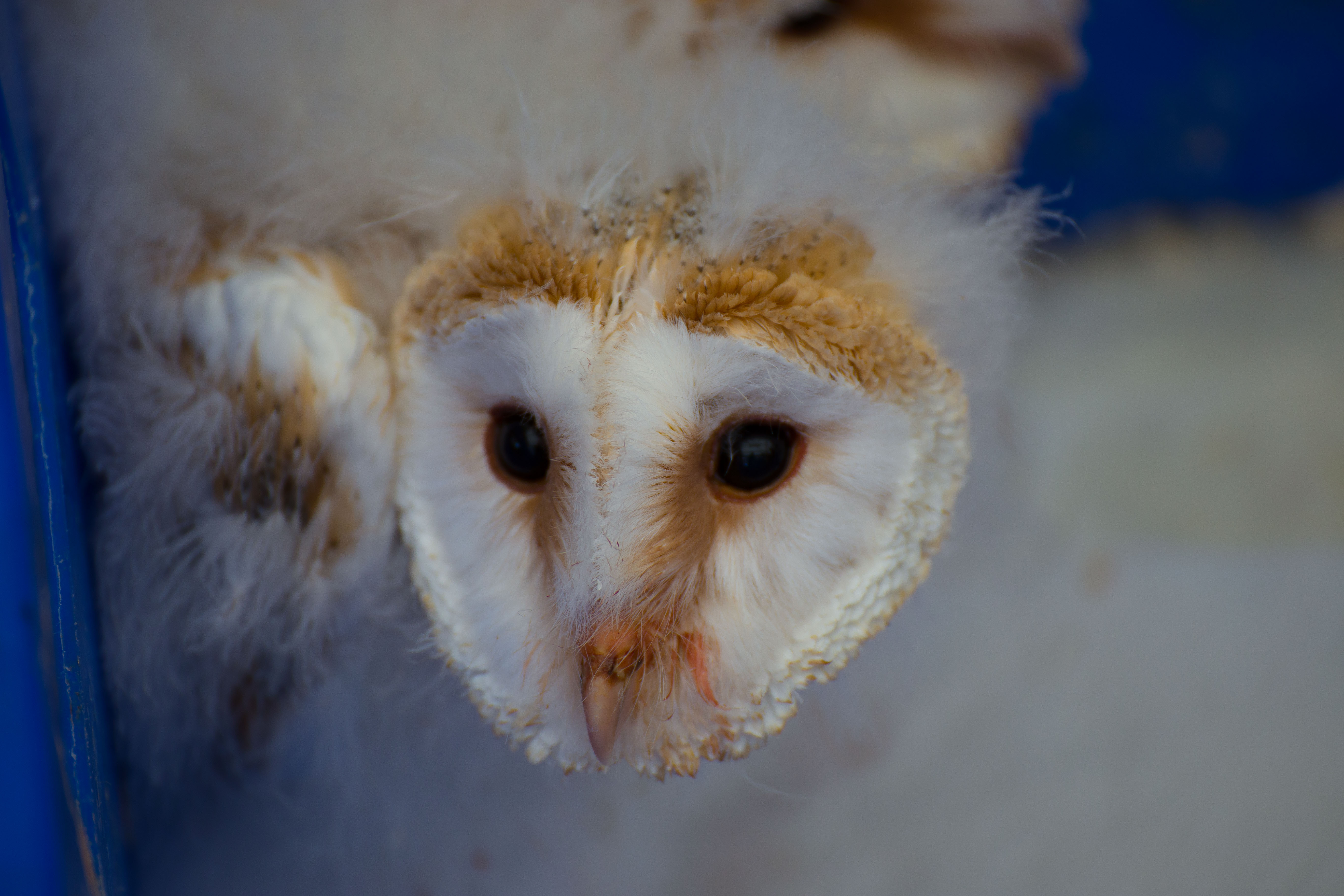 Barn Owl Owlets O15