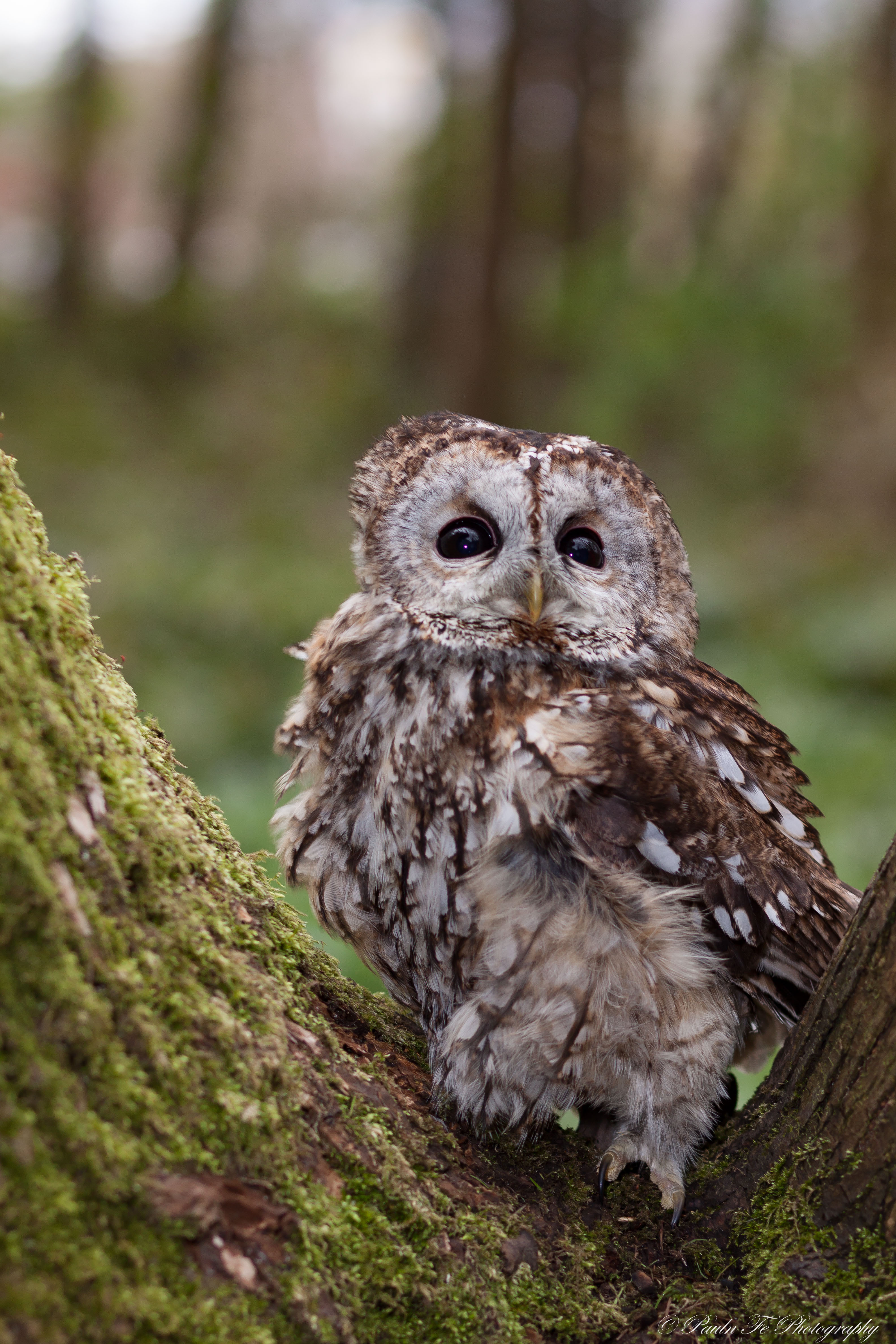 Tawny Owl O39