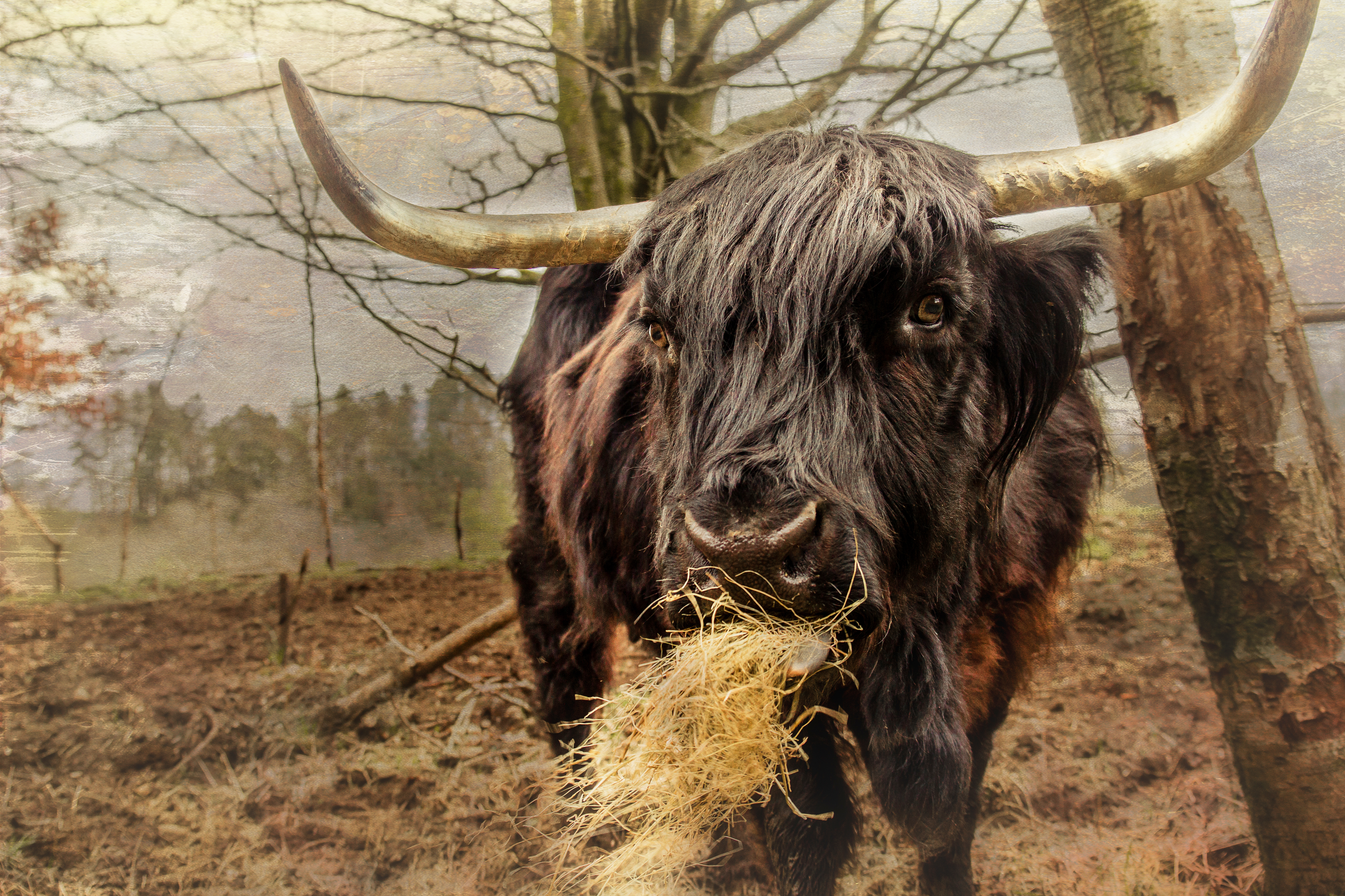 Black Highland Cow AP45
