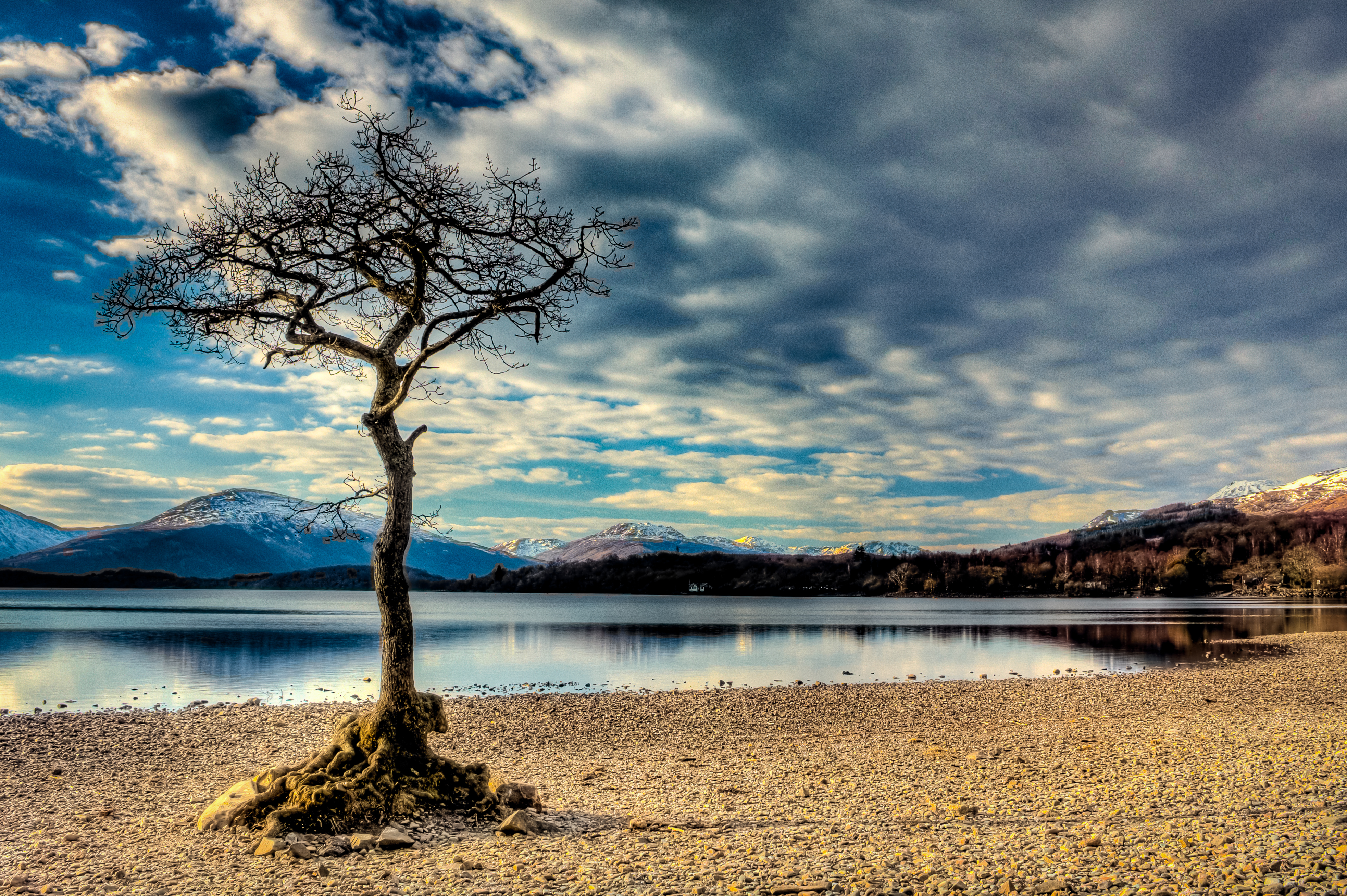 Loch Lomond tree L7N