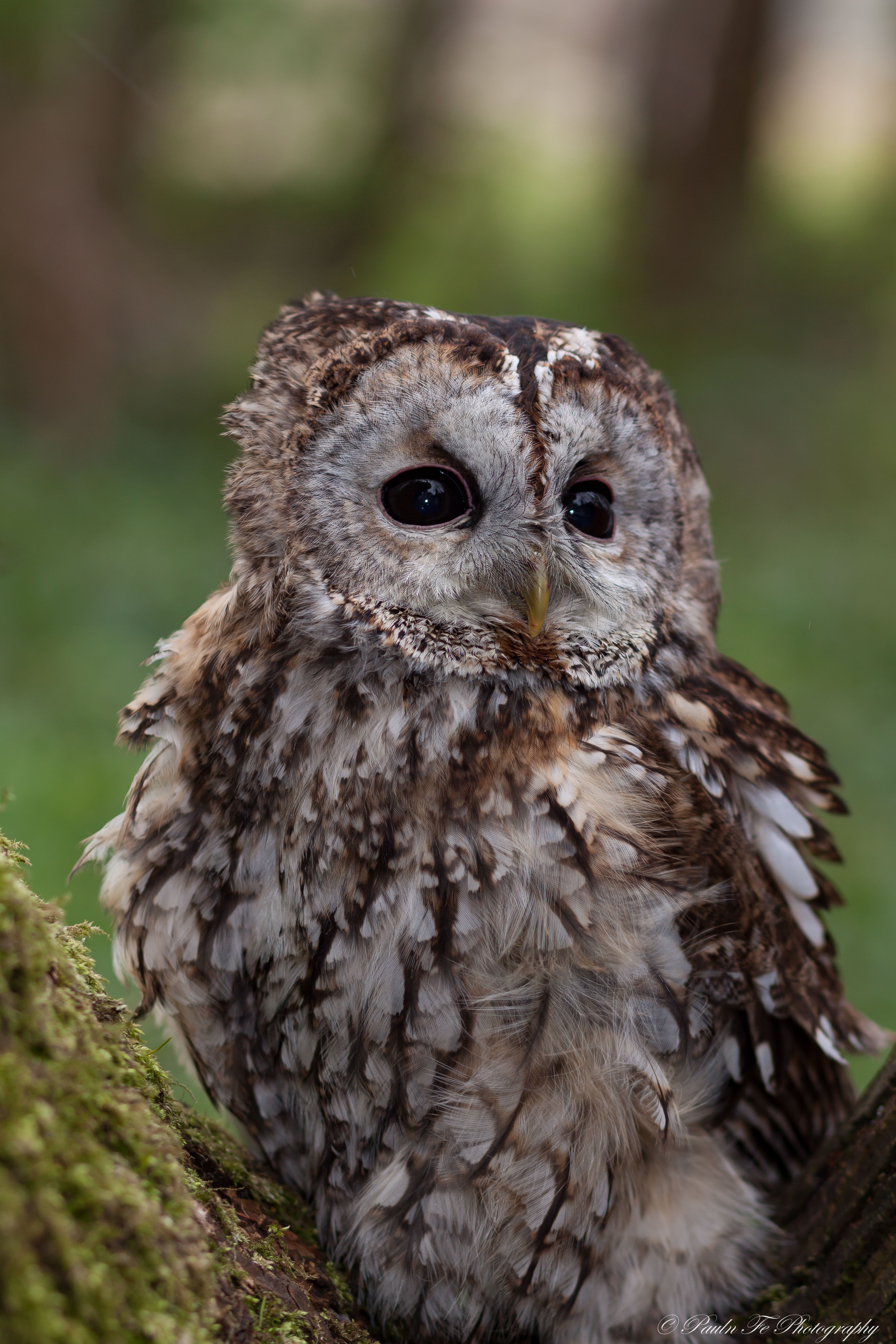 Tawny Owl O40