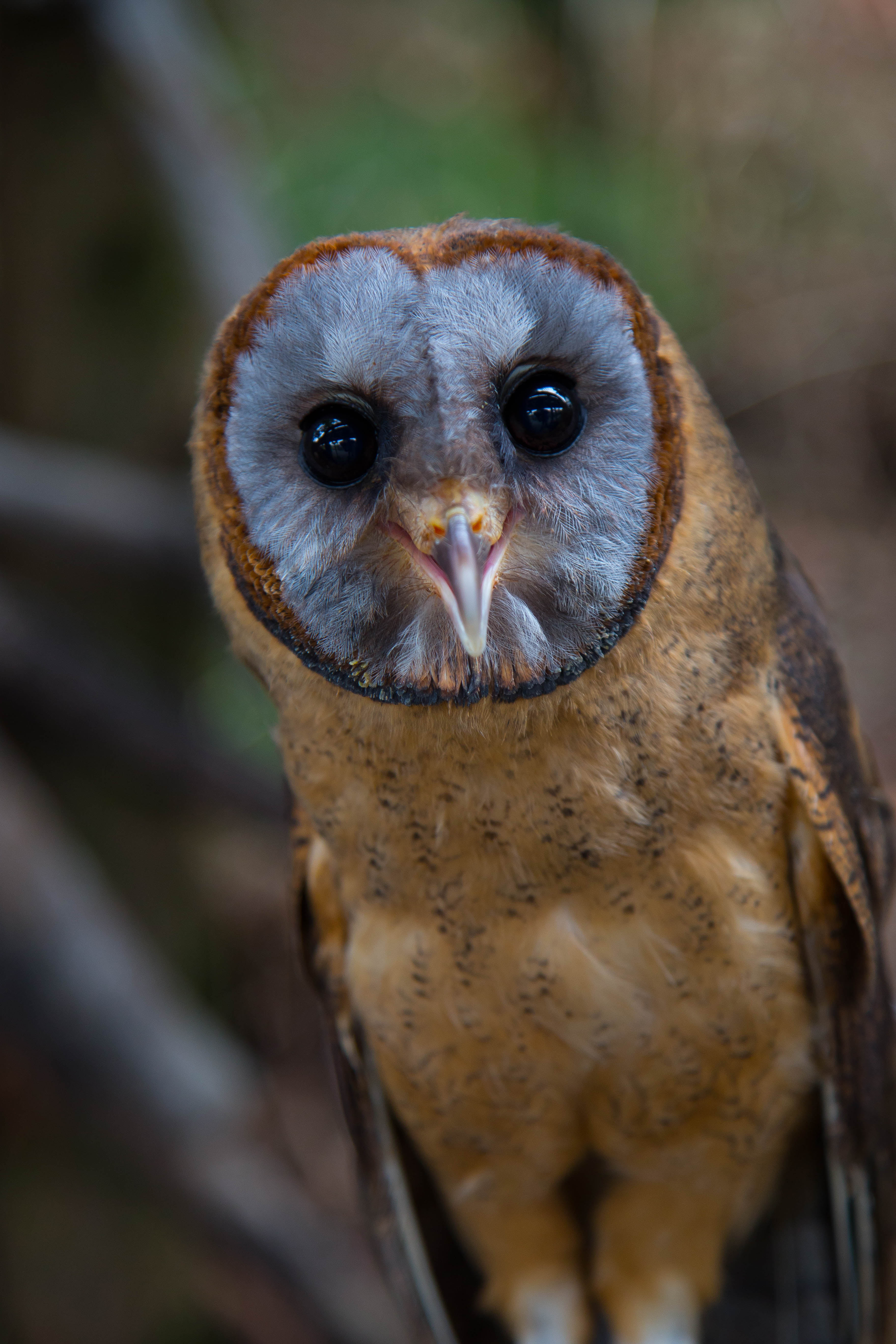 Ashy Faced Owl O19