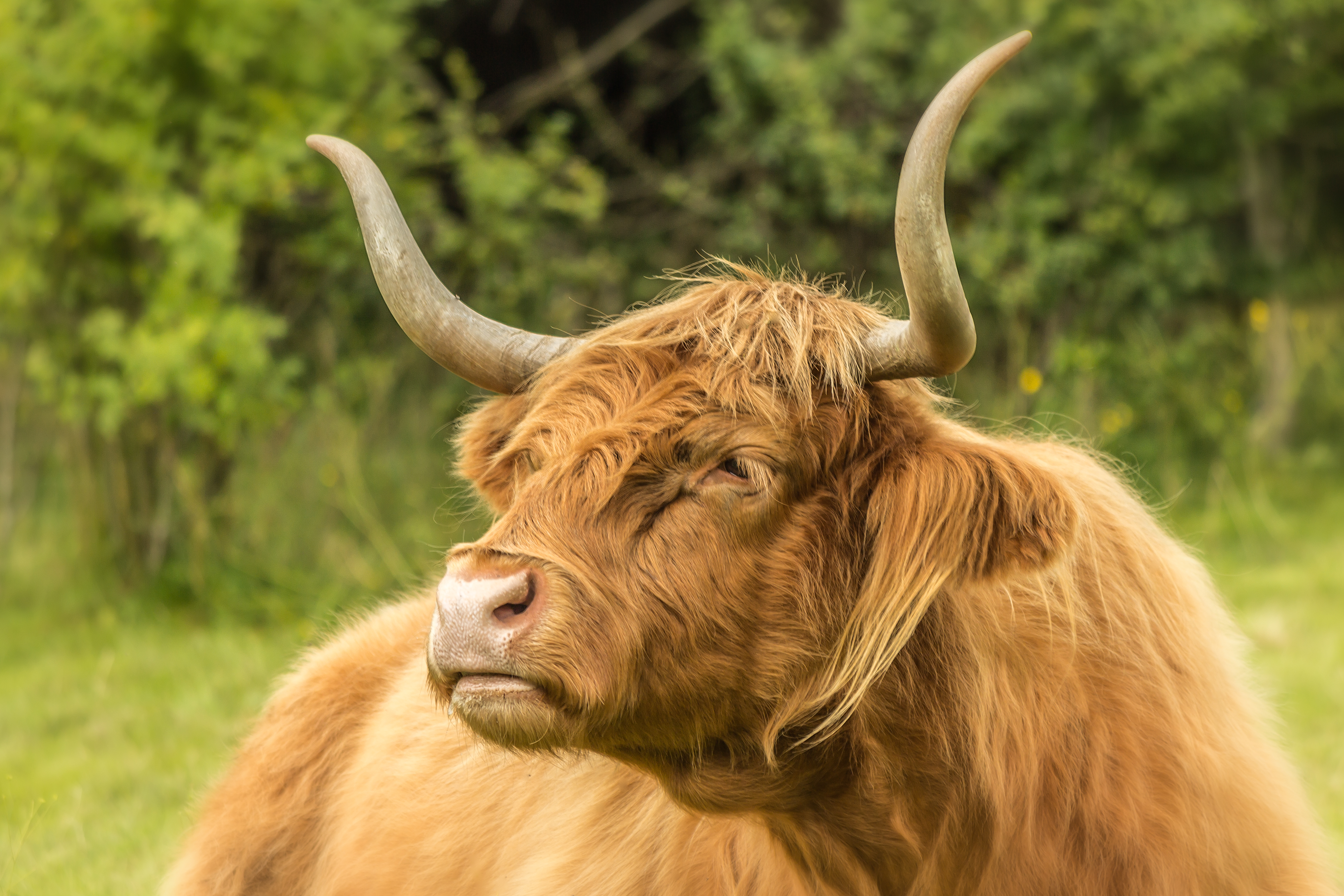 Red Highland Cow AP34
