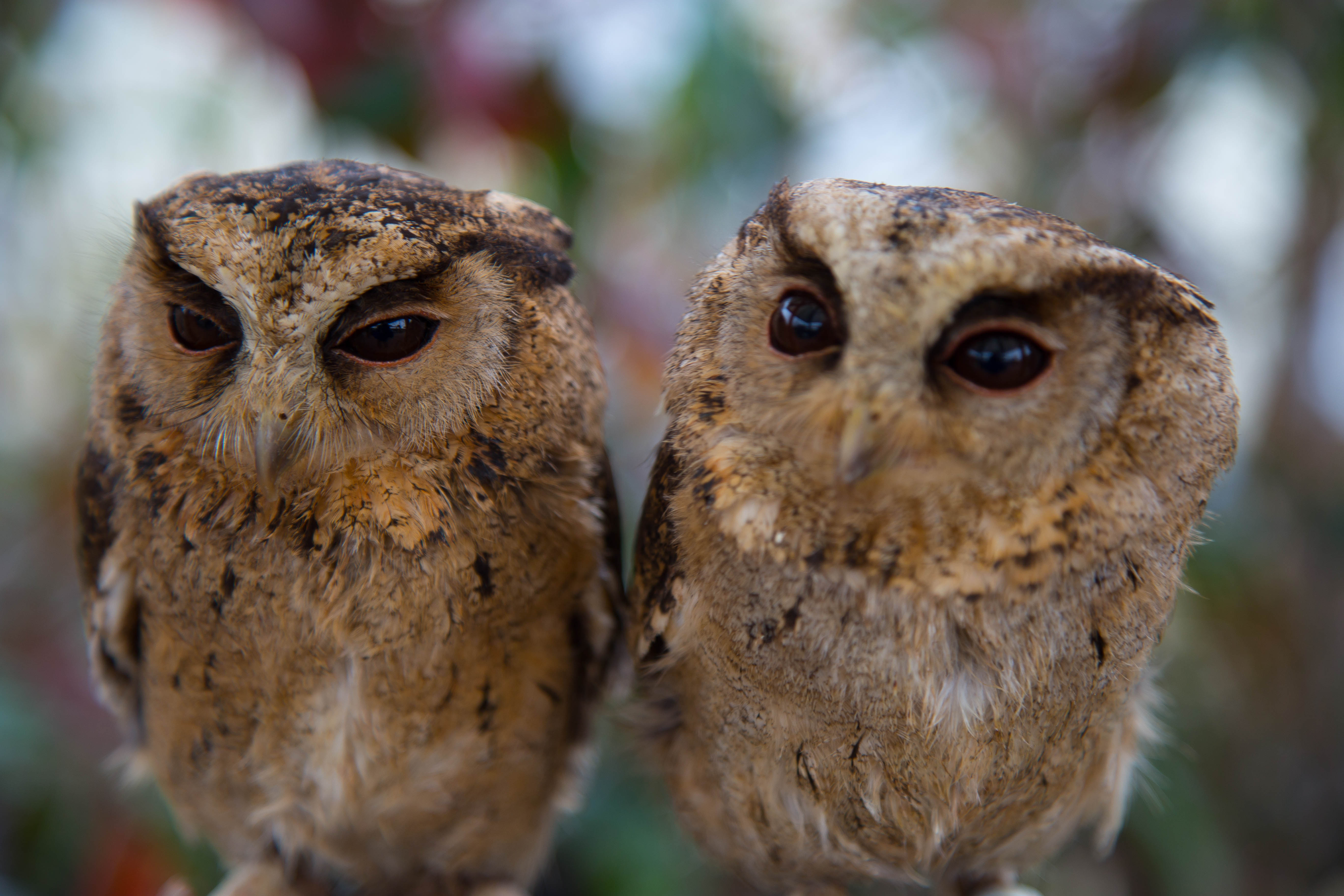 Sunda Scops Owls O32