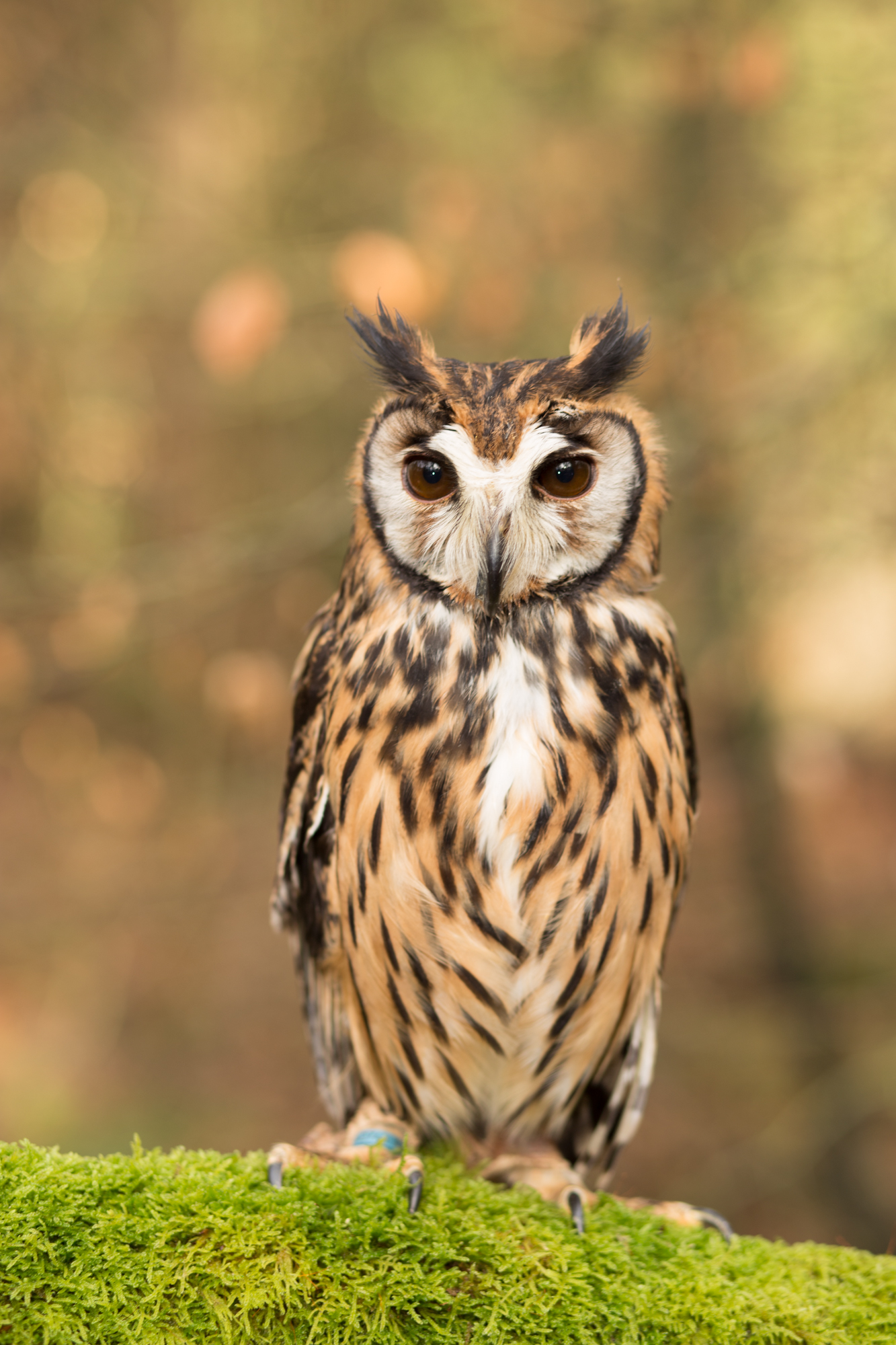 Peruvian Striped Owl O13