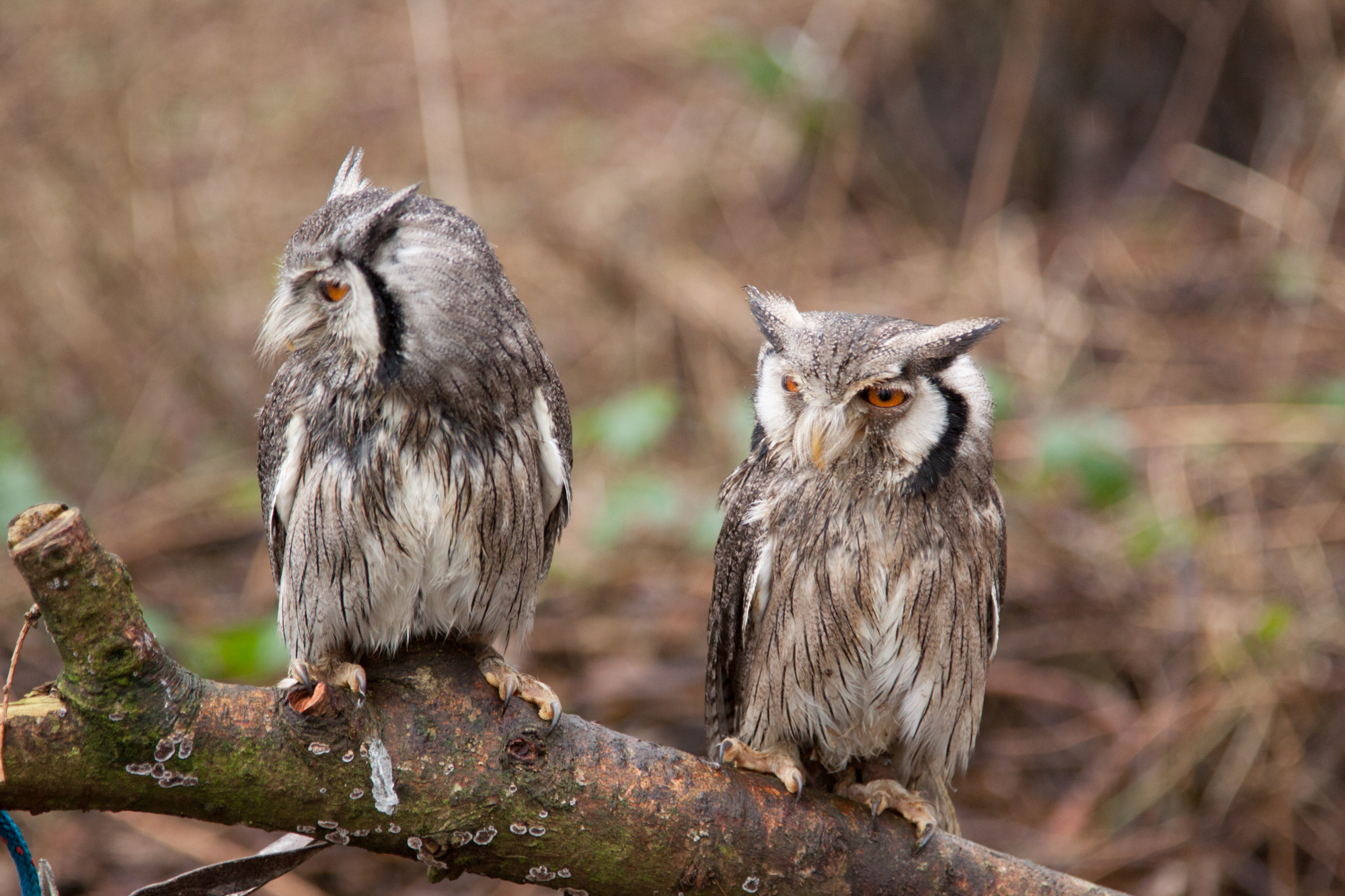 Southern White Faced Owls O48