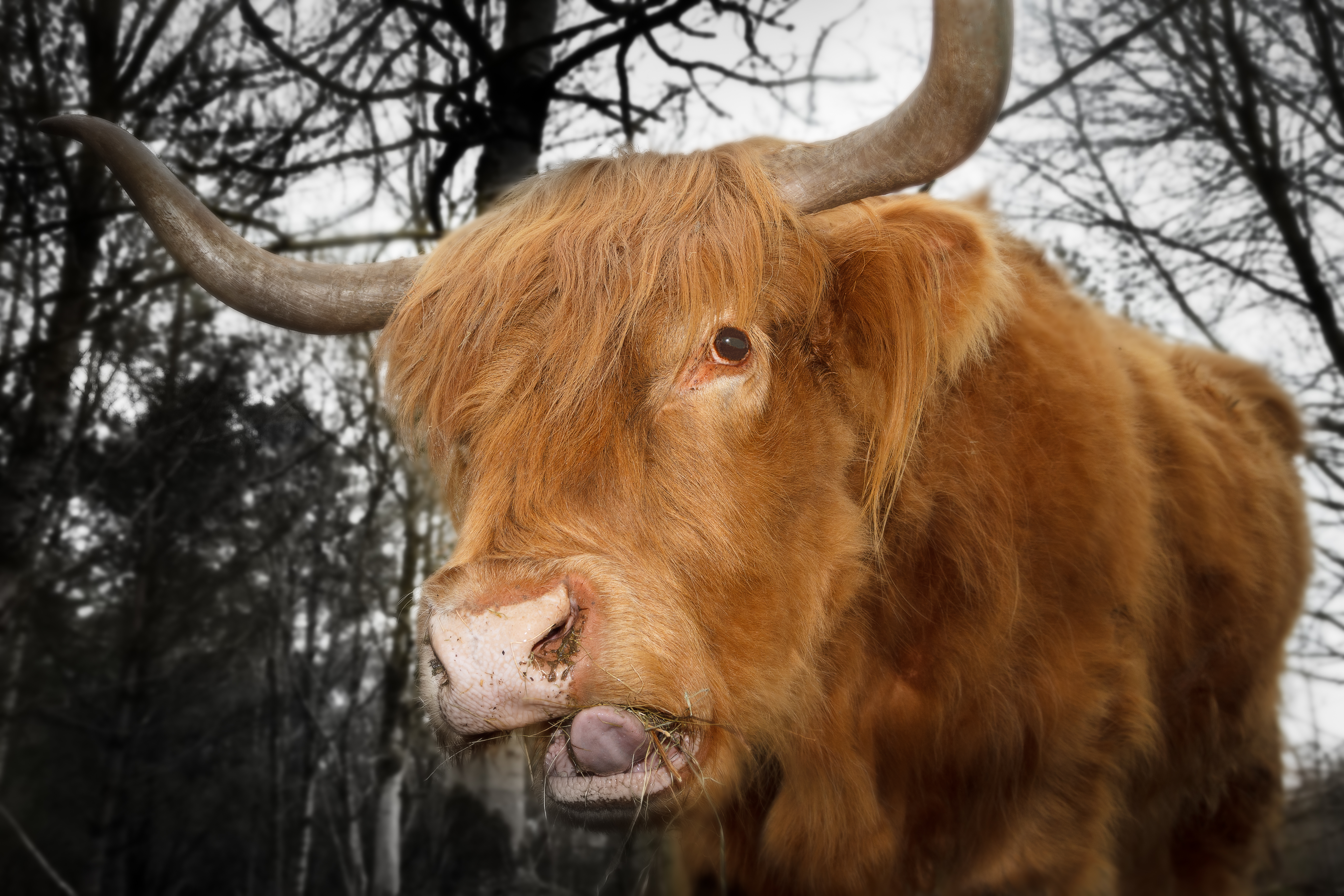 Red Highland Cow AP 64