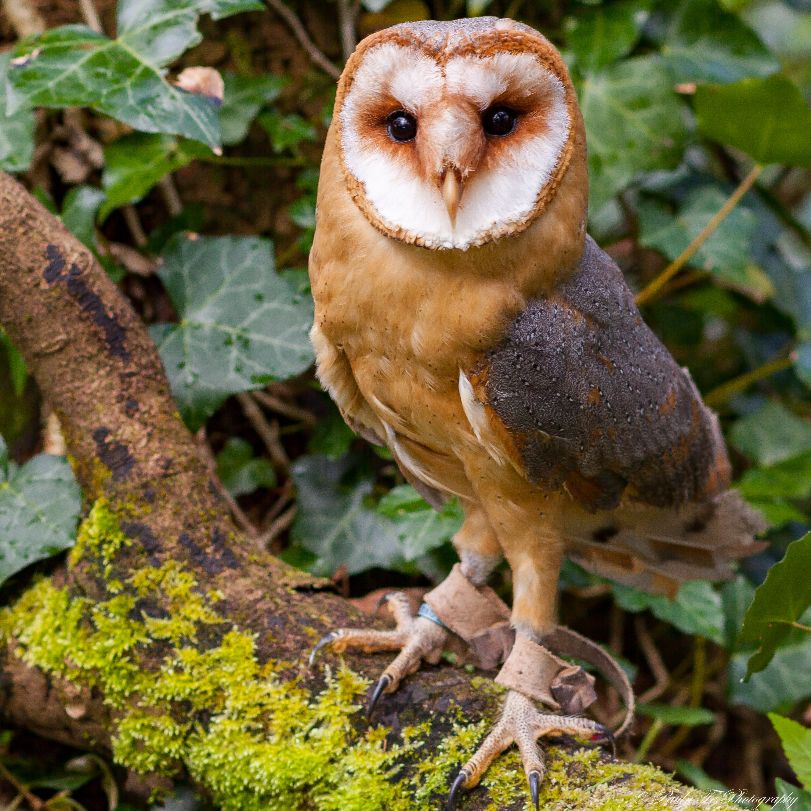 Brown Breasted Barn Owl O22