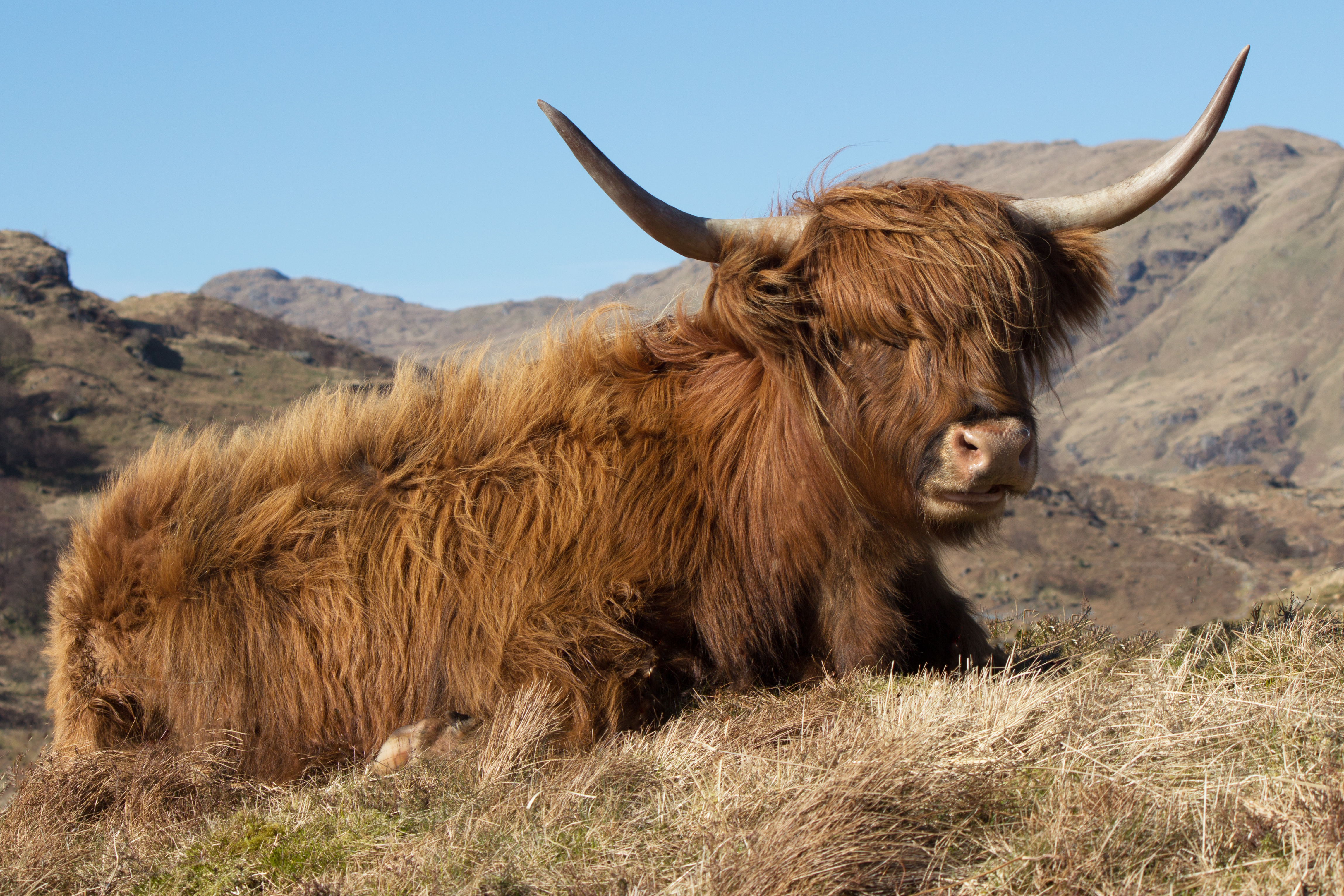 Loch Arklet Highland Cow AP 81