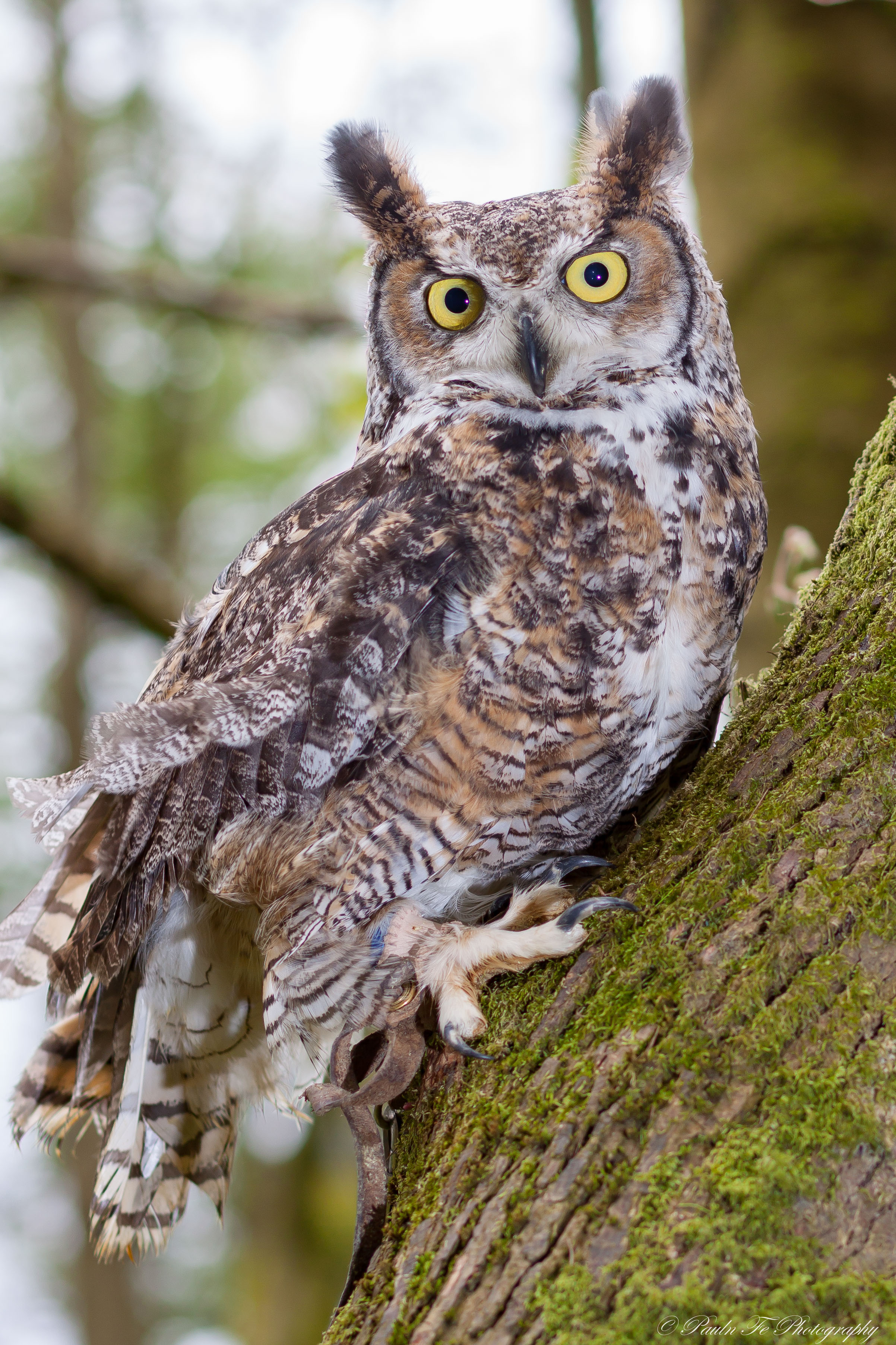 Great Horned Owl O42