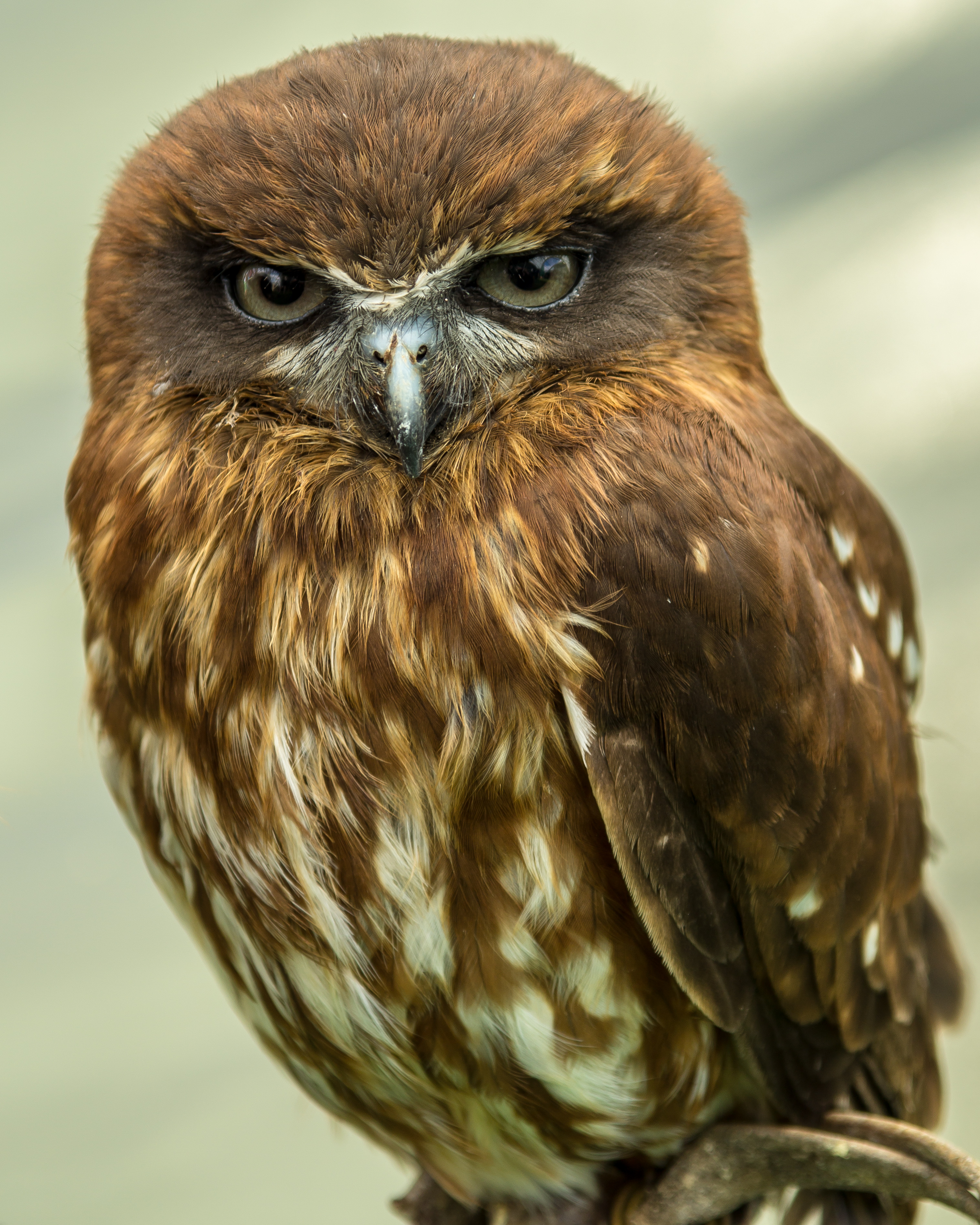 Southern Boobooks Owl O28