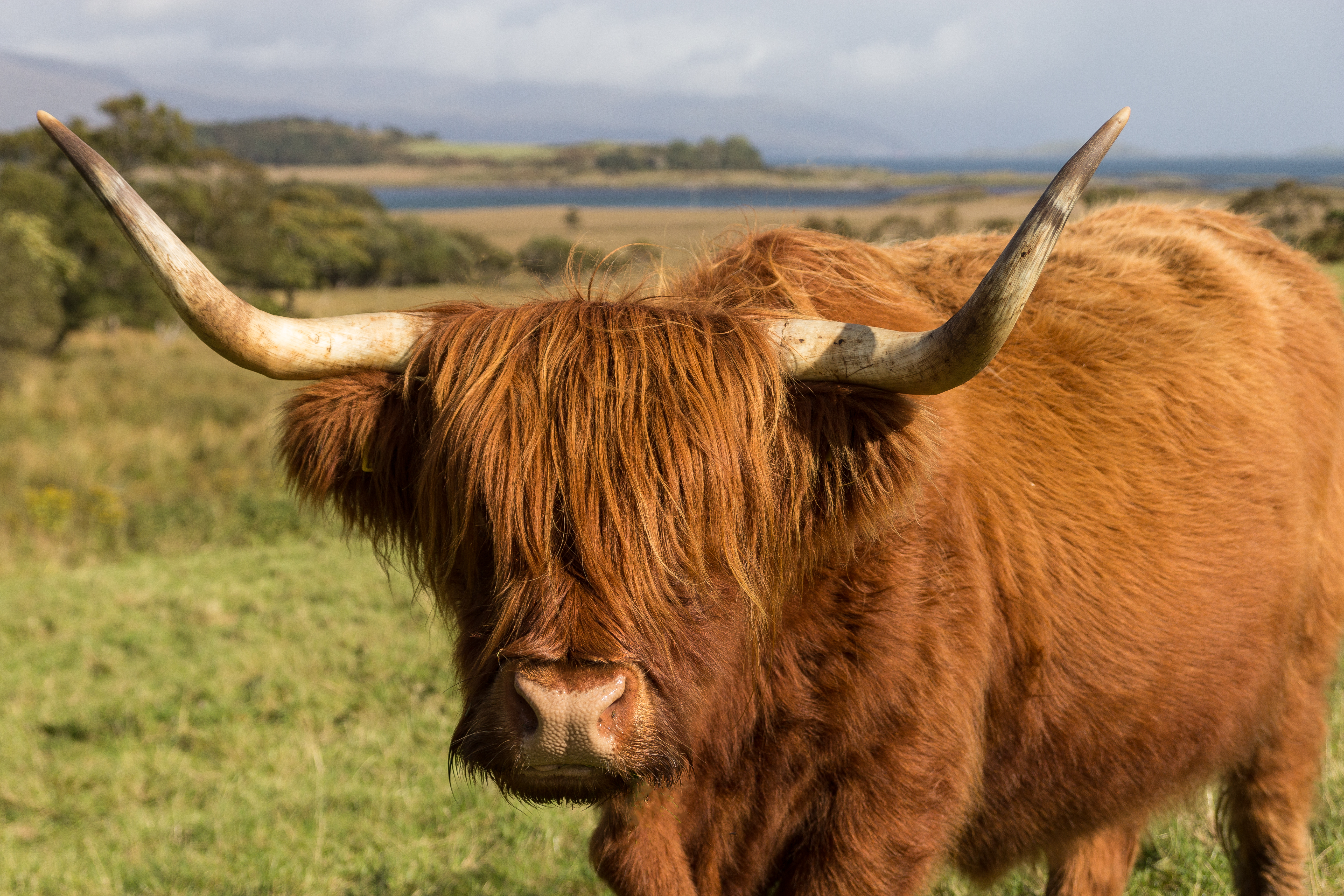 Isle of Mull Highland Cow AP92