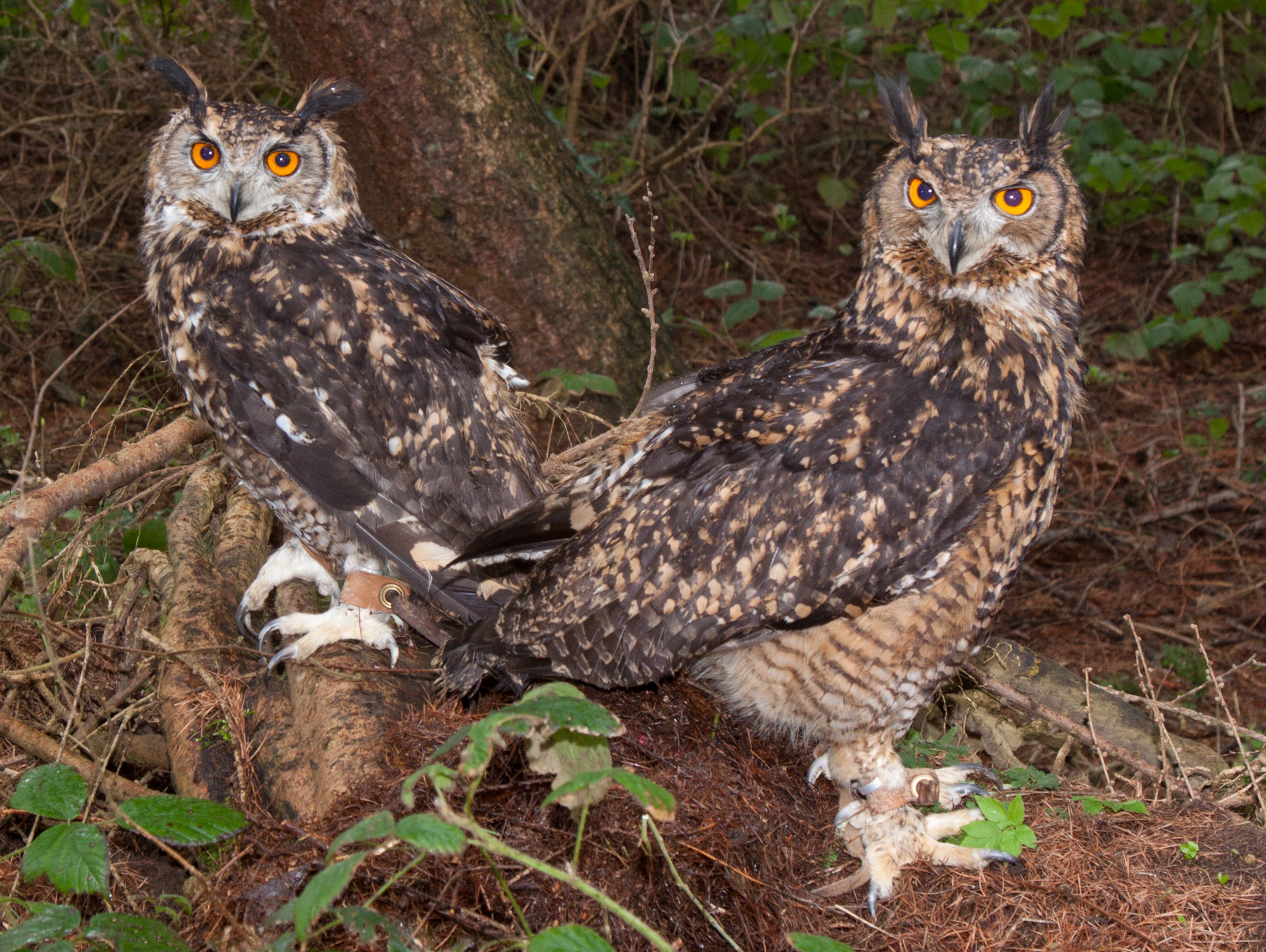 Mackinder Eagle Owls O2
