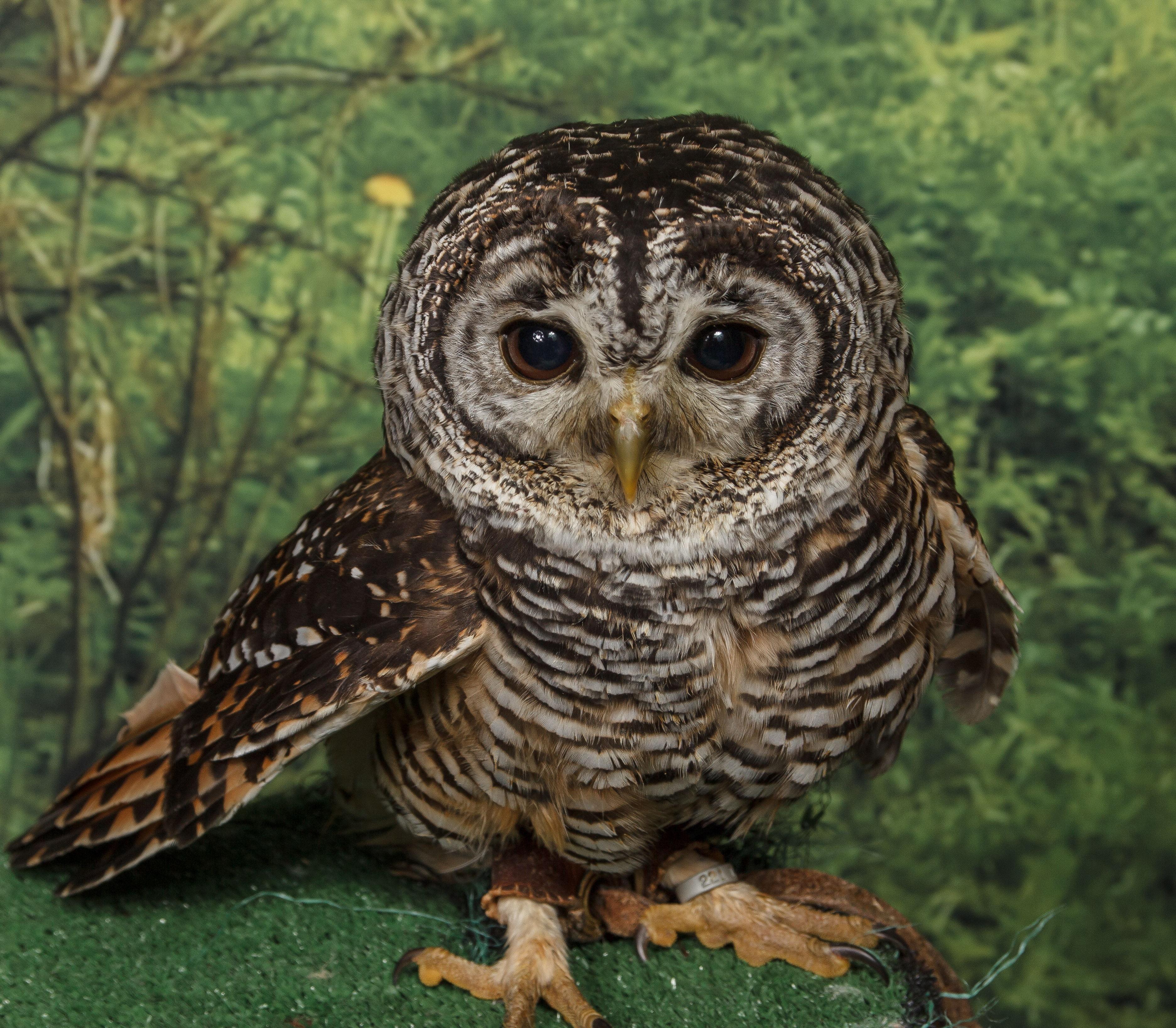 Chaco Owl O10