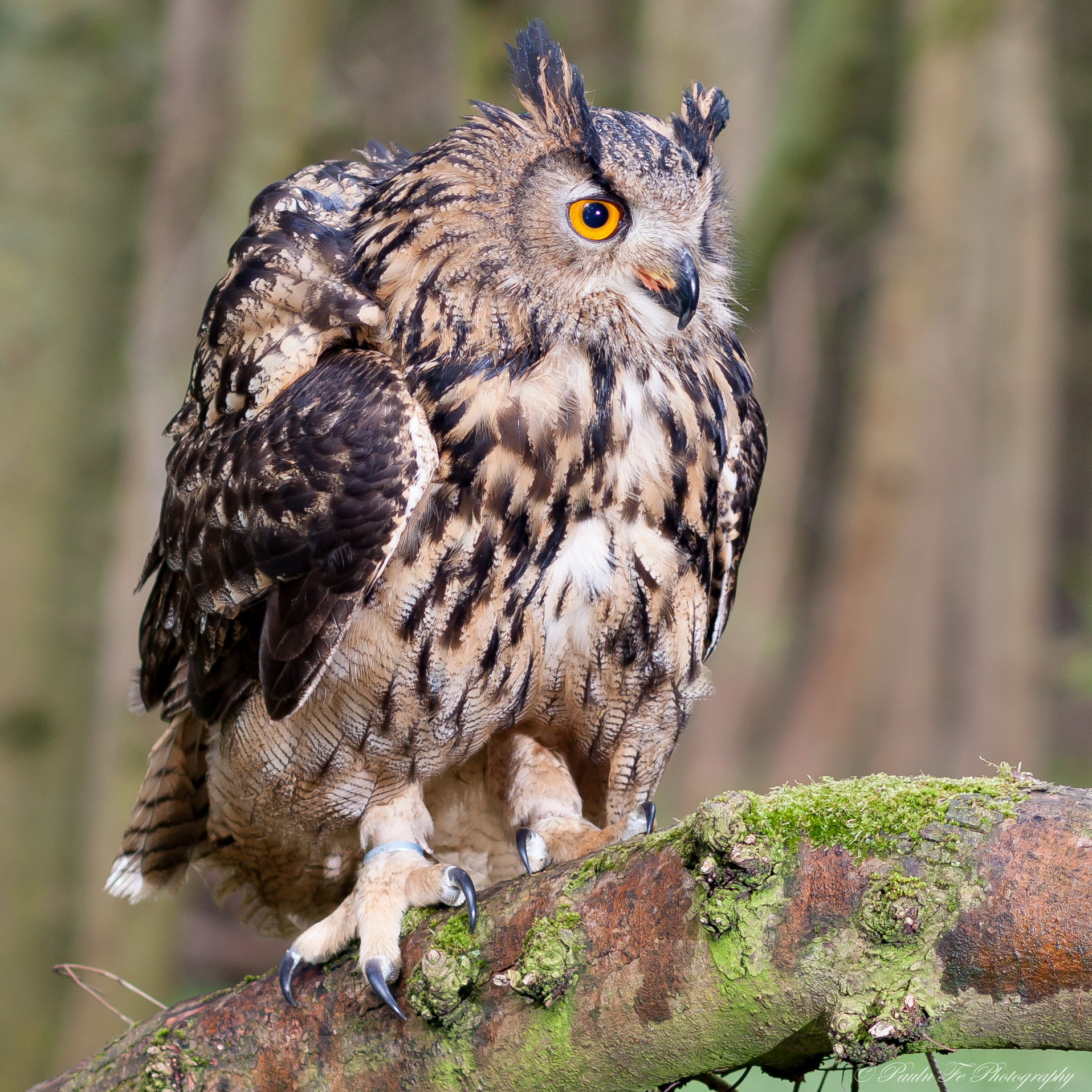 European Eagle Owl O35