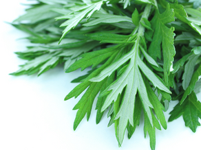 The Magic of Grandmother Mugwort