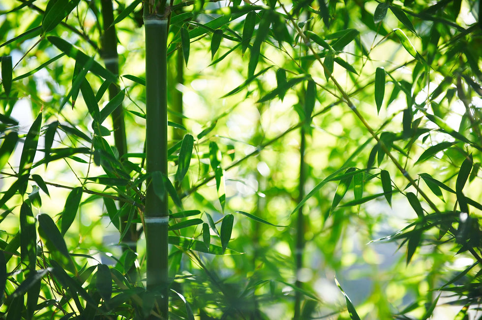 Green Spaces | Bamboo forest