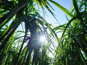 Bamboo Vision: Enhancing Climate Resilience Through Sustainable Bamboo Plantations