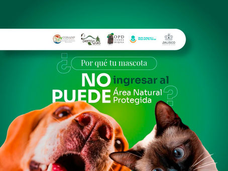 🐾 ¿Por qué tu mascota no puede ingresar al Área Natural Protegida? 🚫