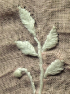 Chana Patti
