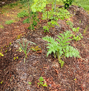 artichoke FC_edited.jpg